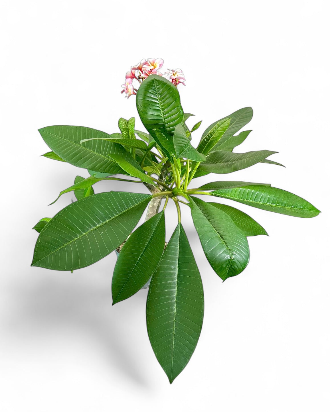 Plumeria - Frangipanier