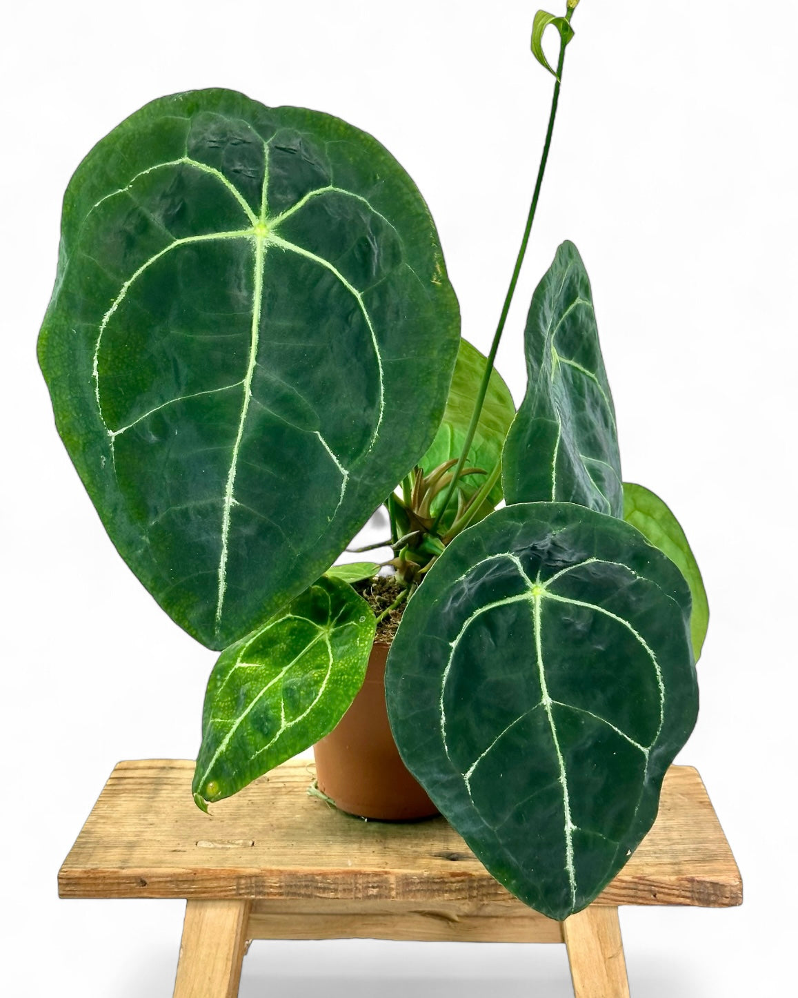 Anthurium Forgetii
