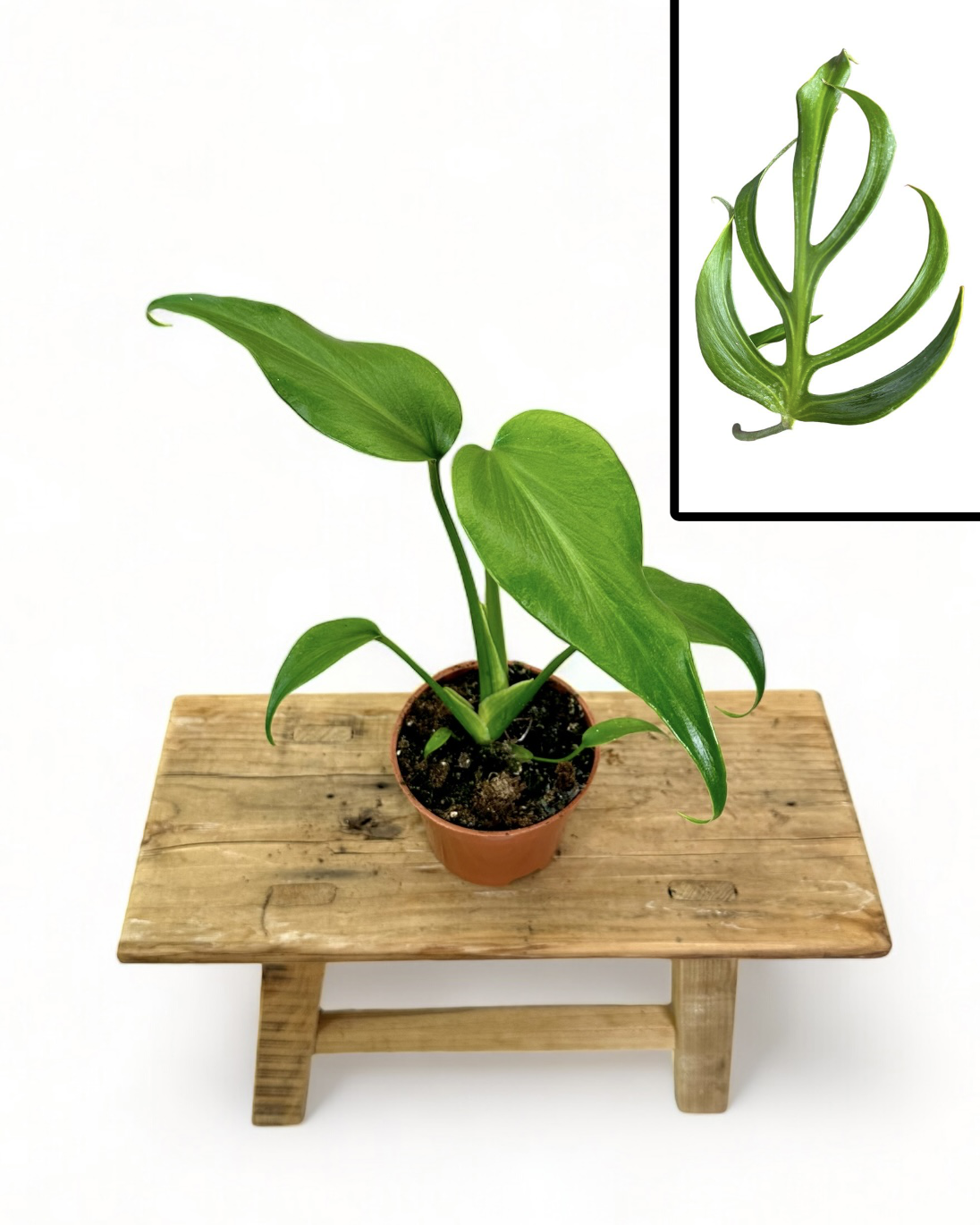 Monstera Burle Marx Flame - Baby plant