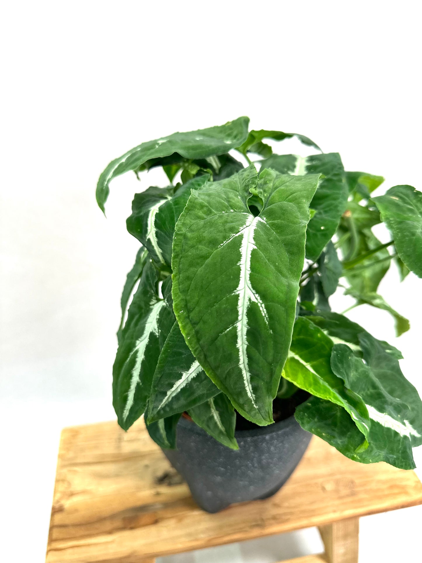 Syngonium Wendlandii