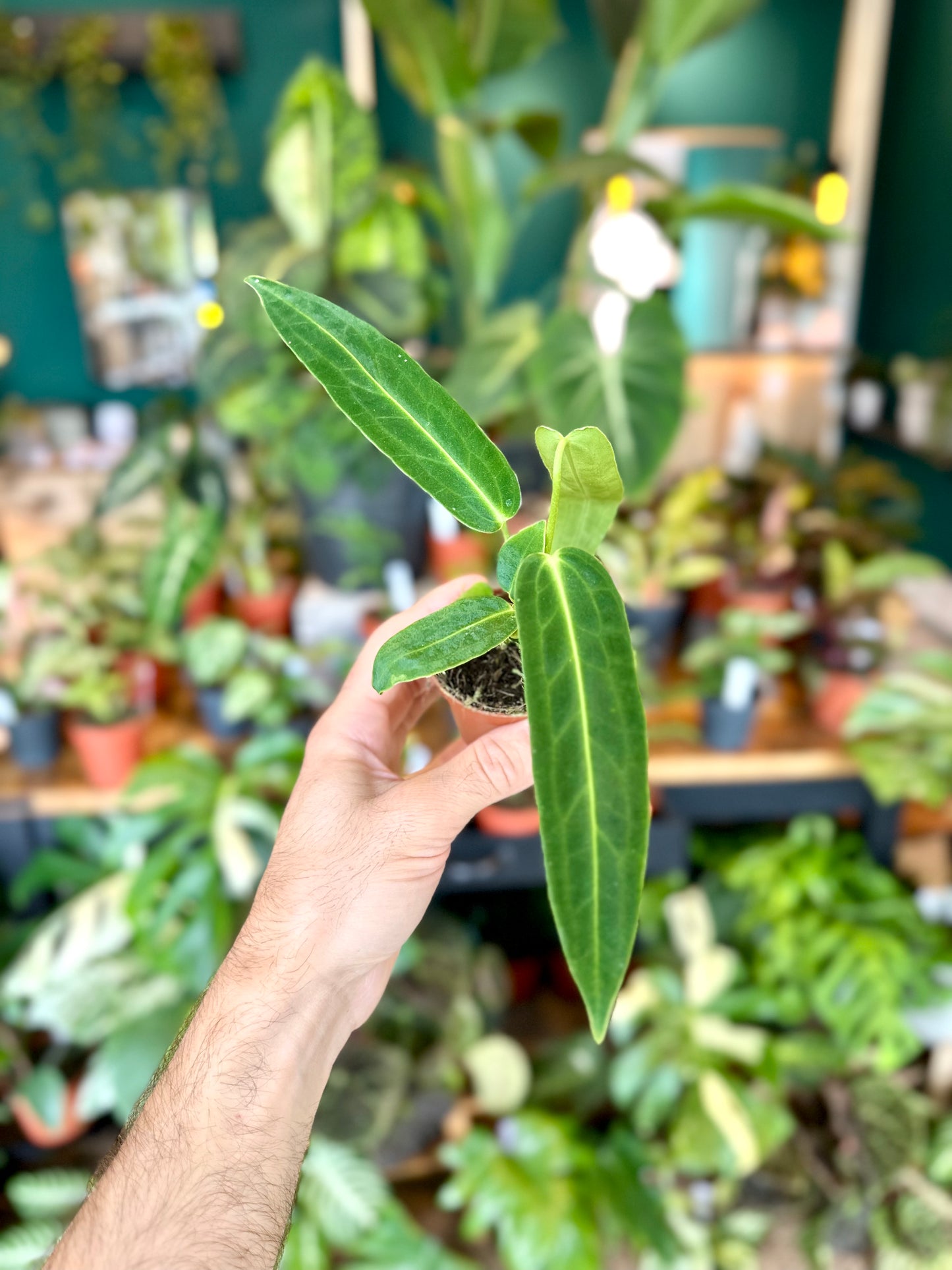 Anthurium Warocqueanum - Baby plant