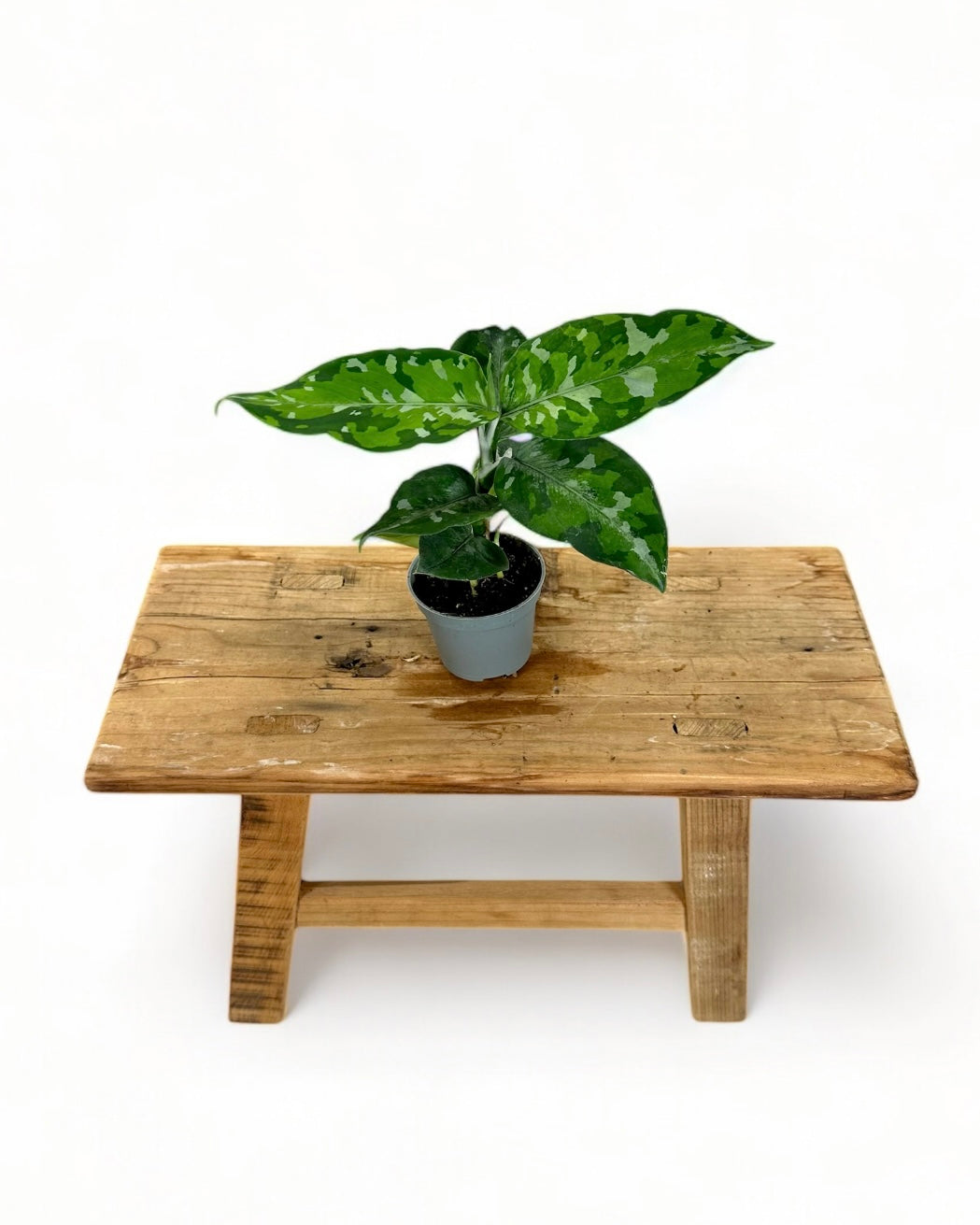 Aglaonema Pictum Tricolor - Baby plant