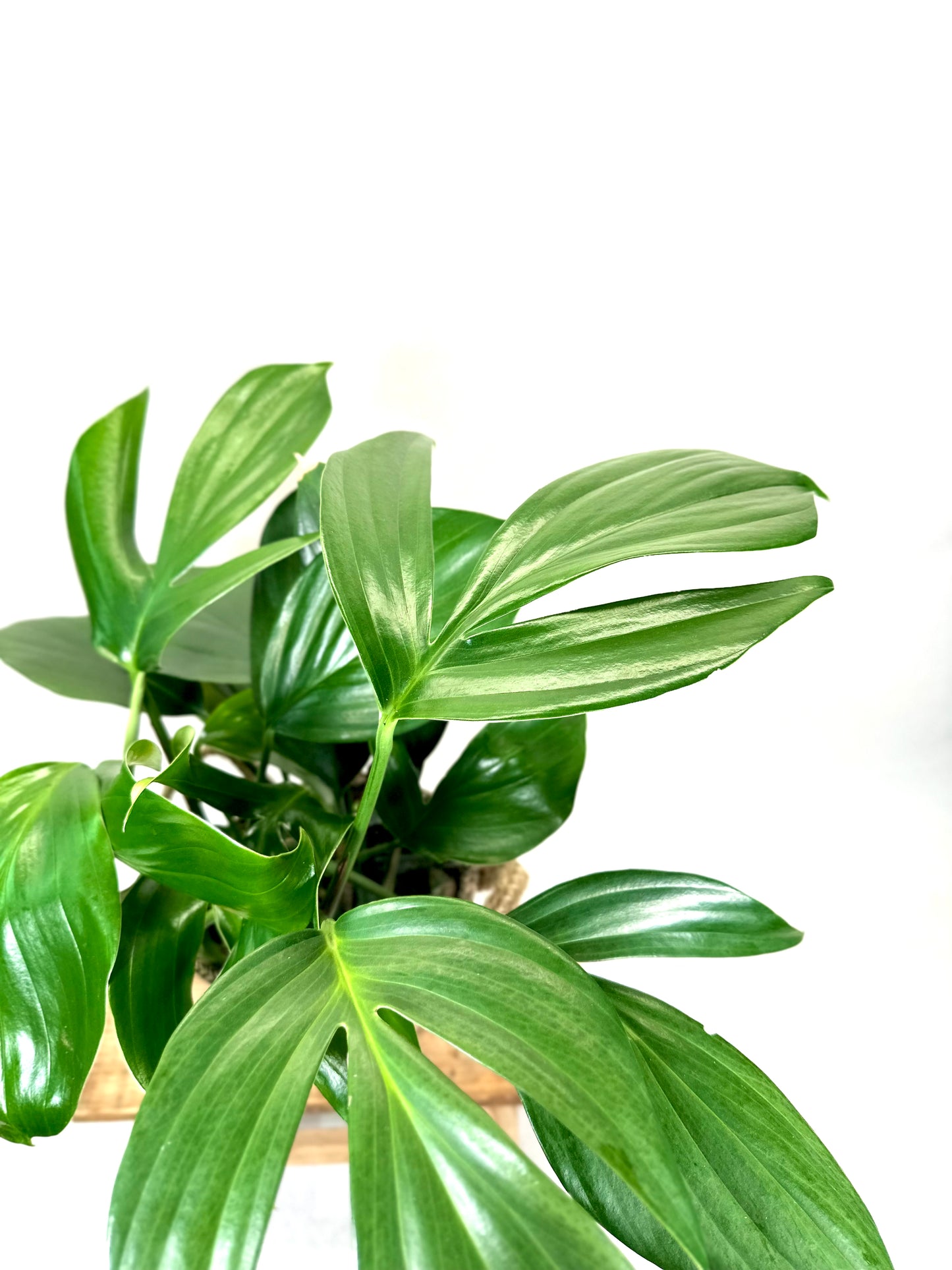 Philodendron Dragon Tail- Rhaphidophora Decursiva