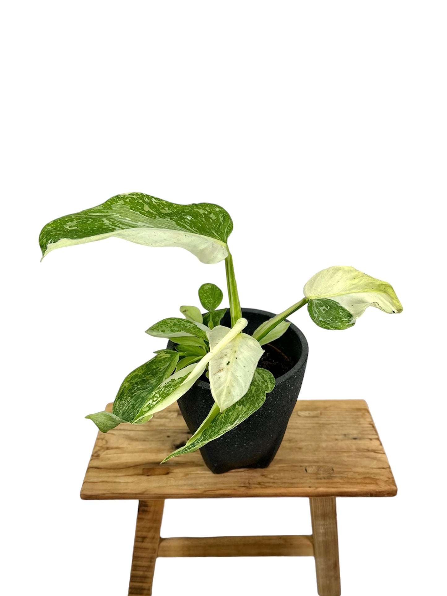 Philodendron Jose Buono