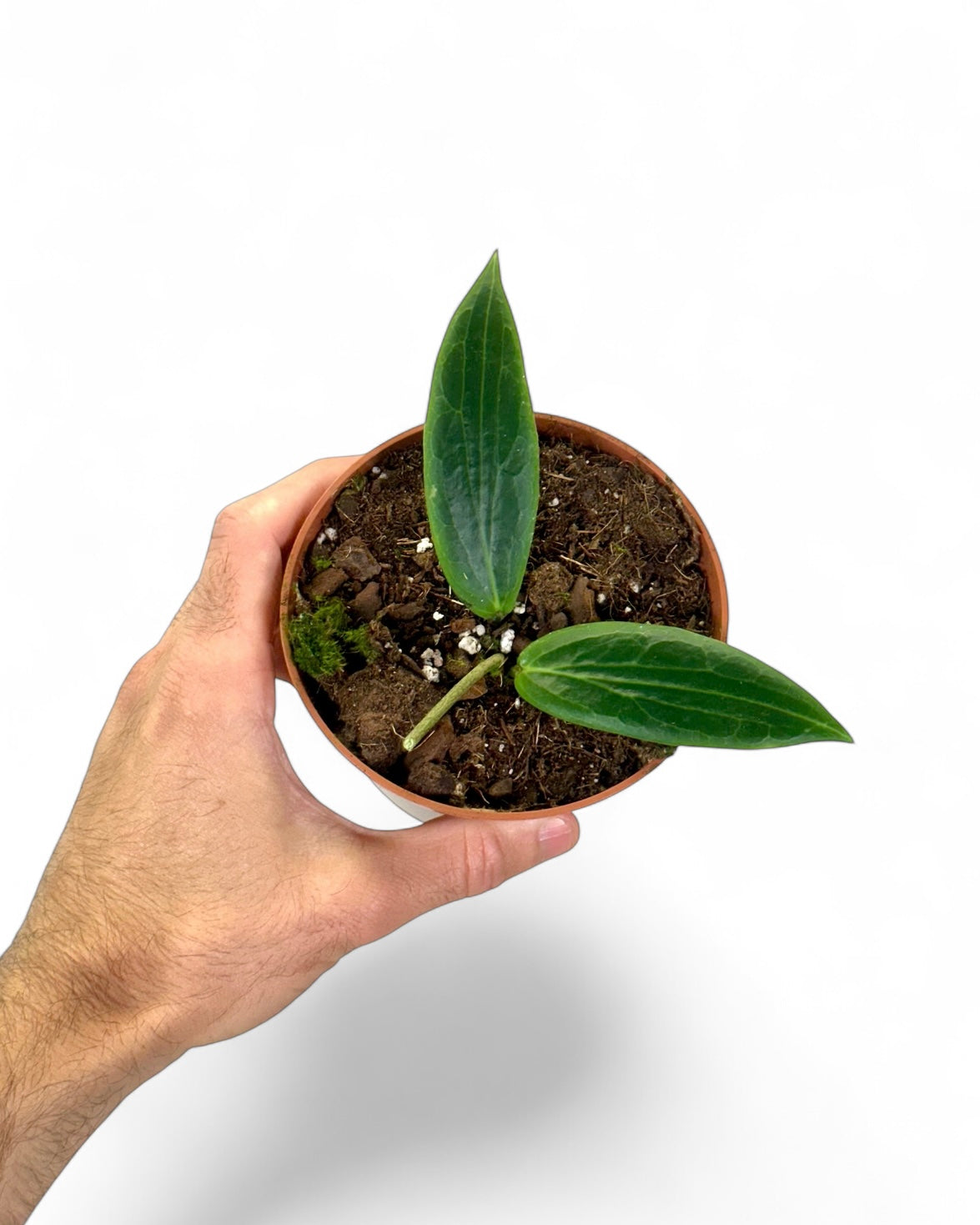 Hoya Soligamiana