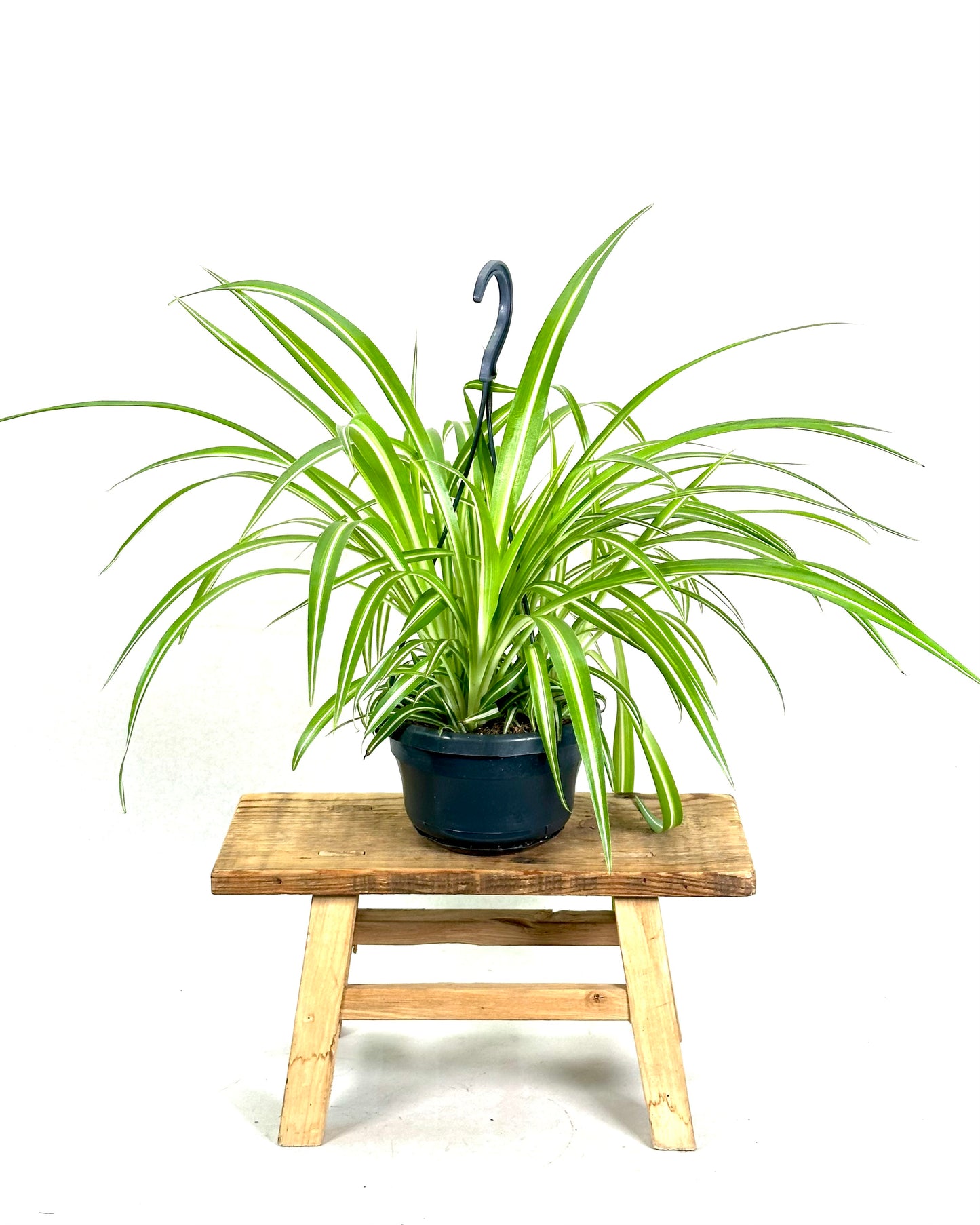Chlorophytum Comosum Ocean - suspension