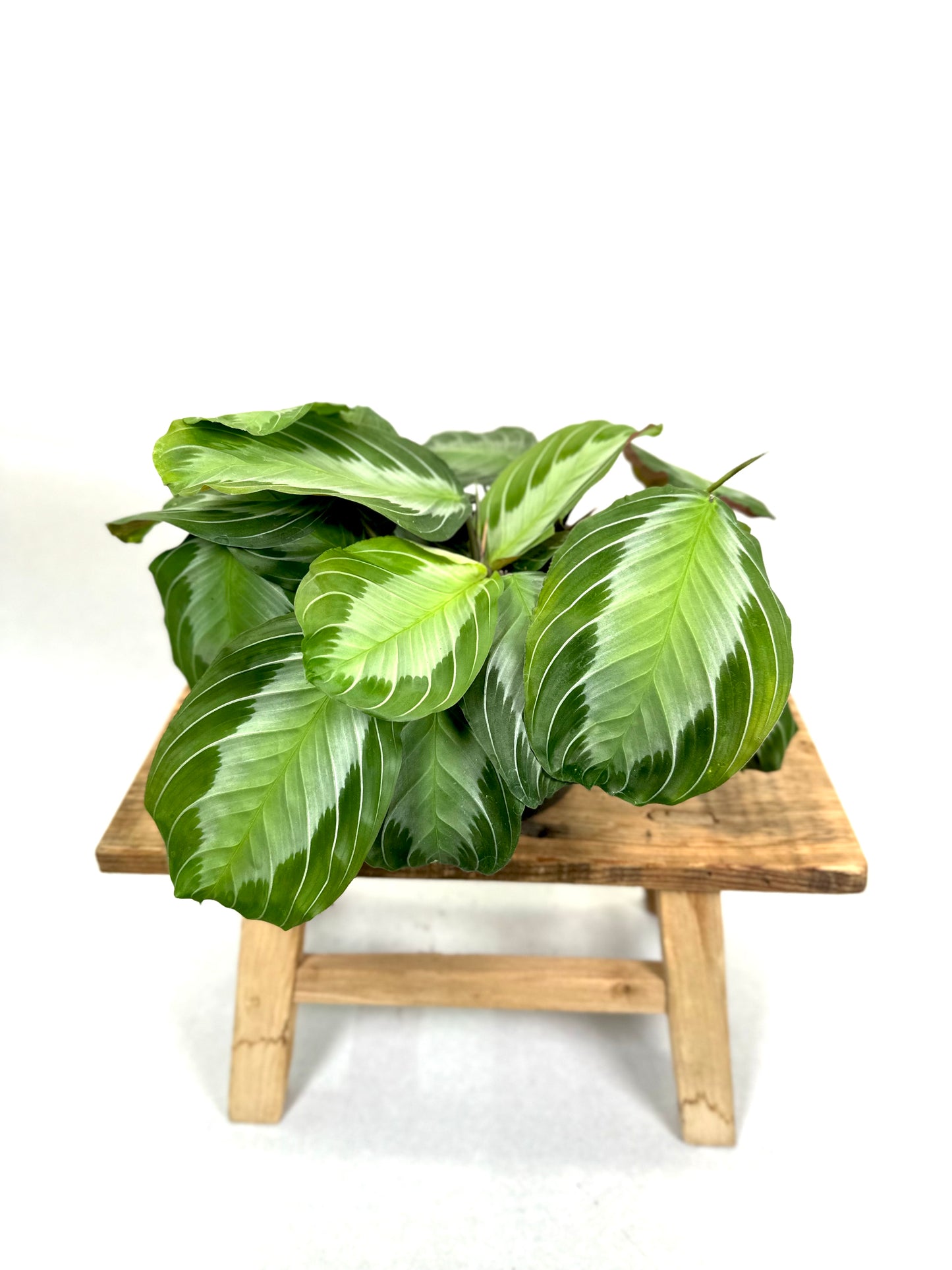 Maranta Silver Band