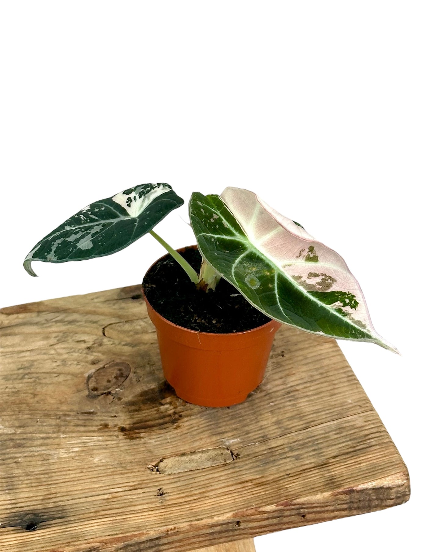 Alocasia Black Velvet Pink variegata - Baby plant