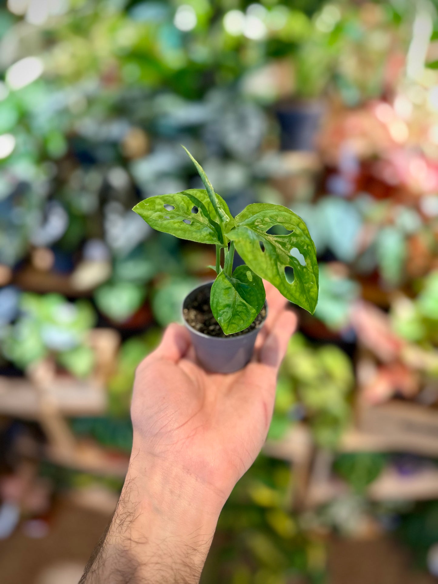 Monstera Obliqua Leichtlinii - Baby plant