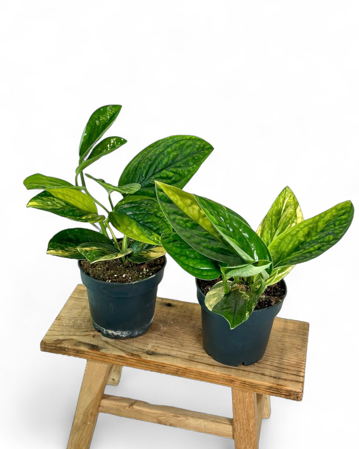 Scindapsus Marble Planet variegata