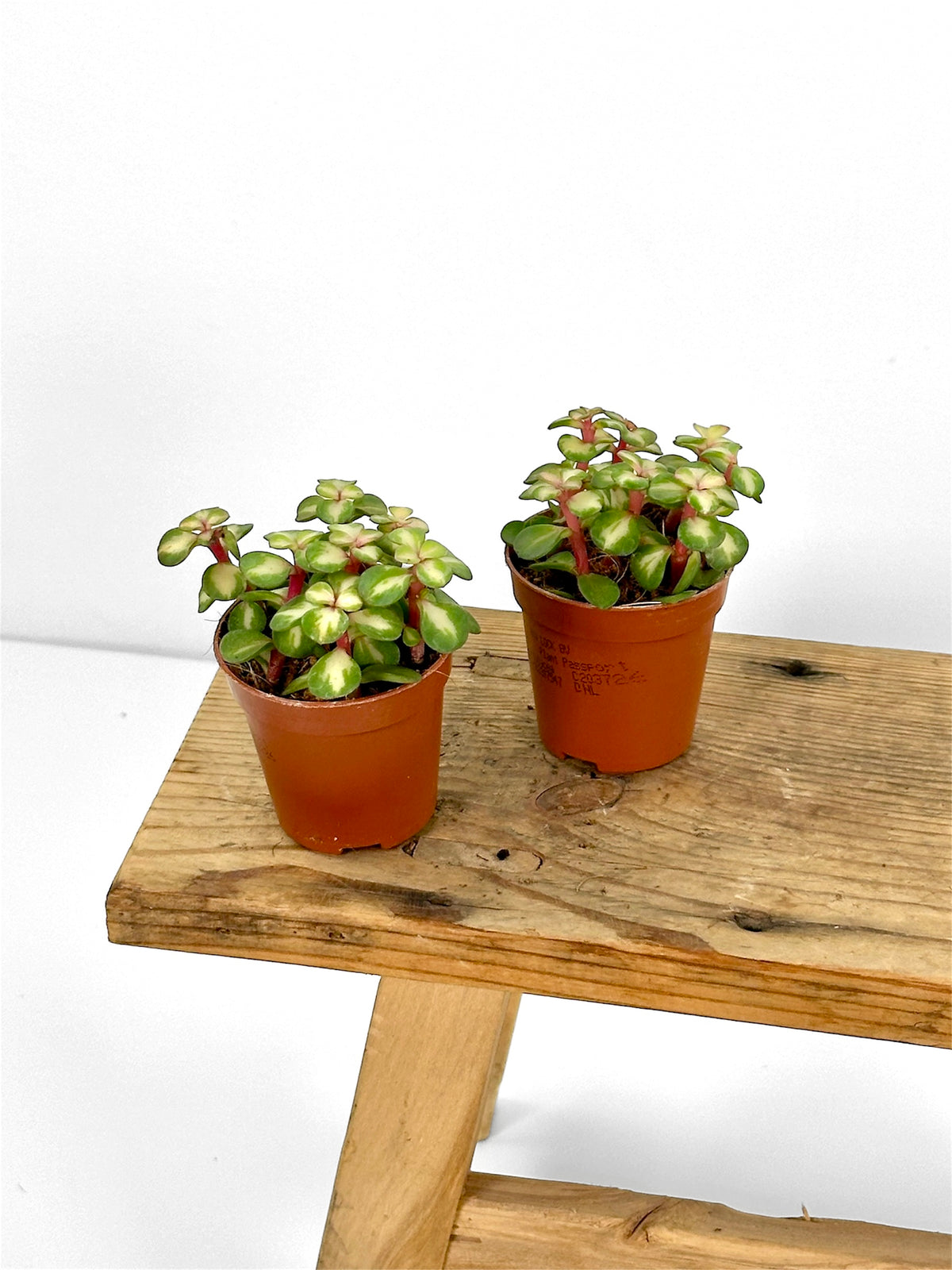 Portulacaria Variegata - Baby plant