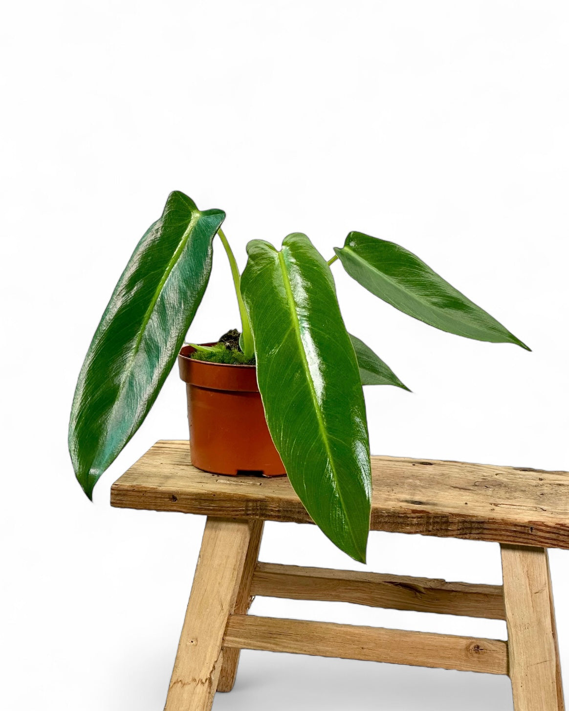 Philodendron Spiritus Sancti