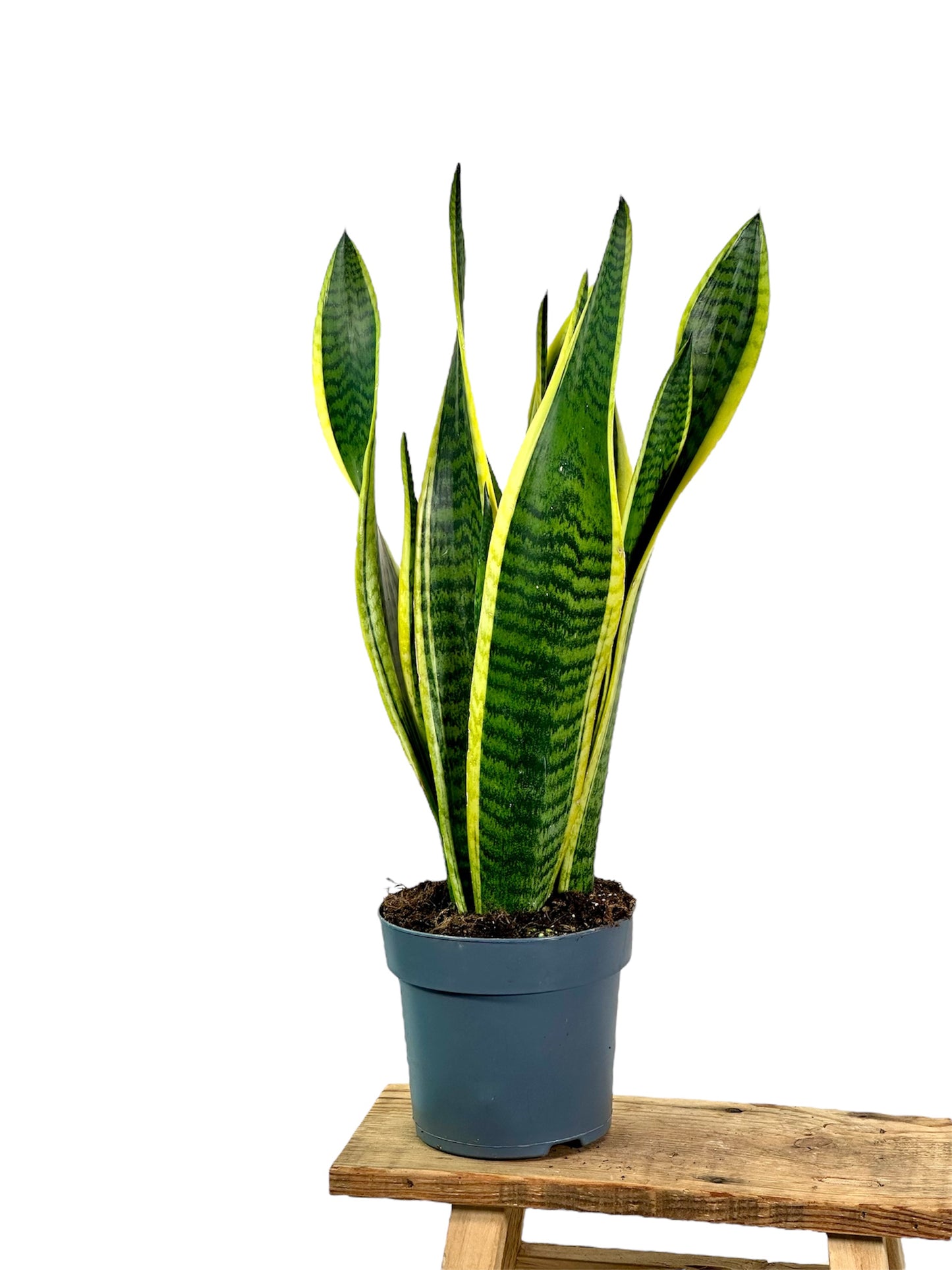 Sansevieria Laurentii 'pot Ø14 cm'