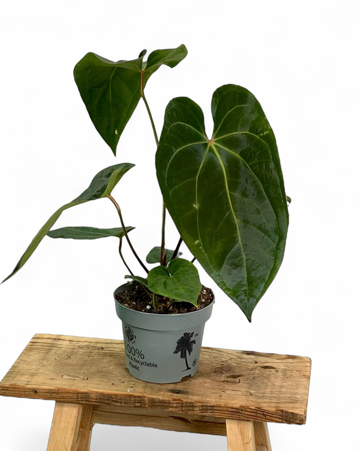 Anthurium Dark Phoenix