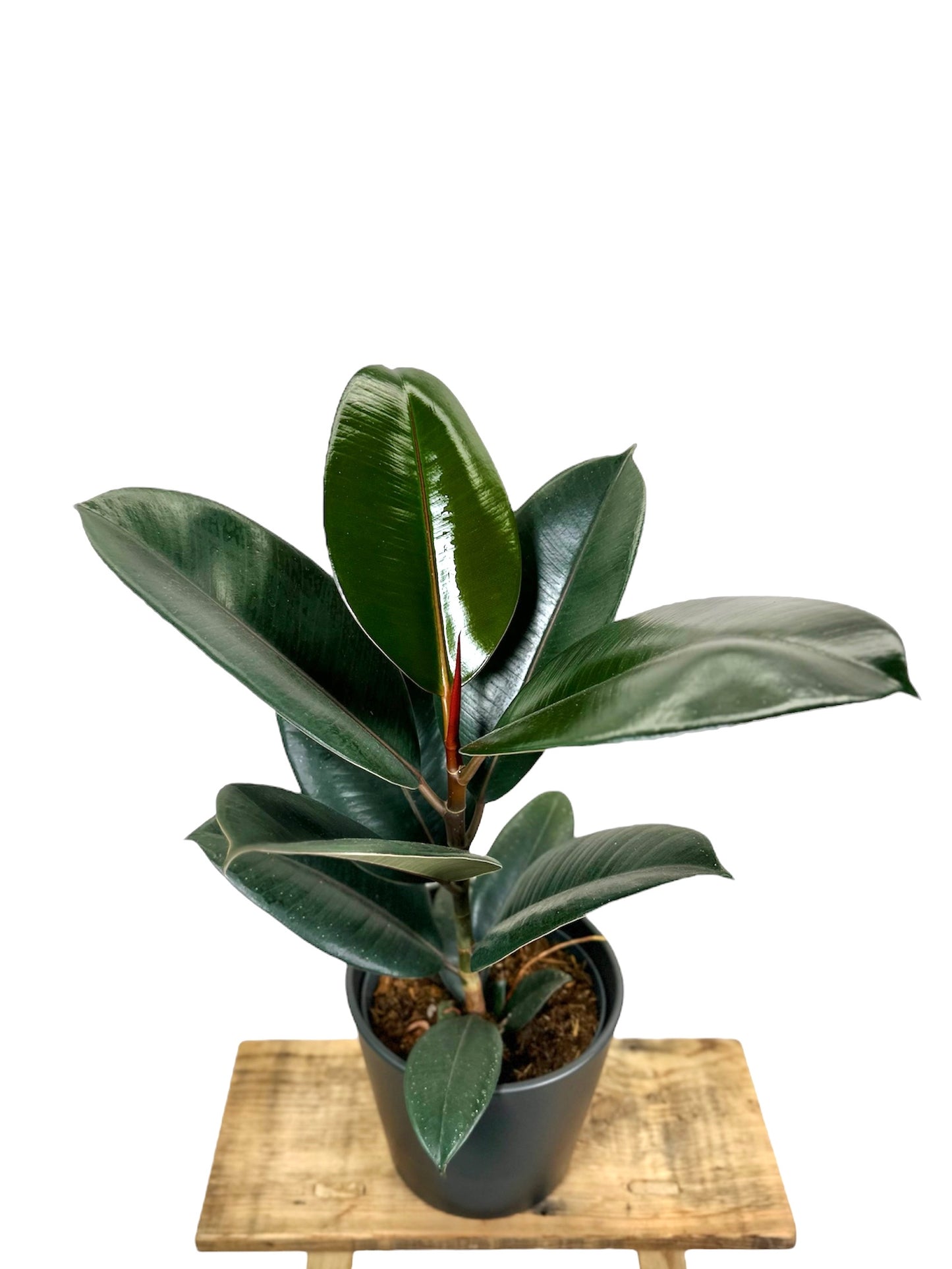 Ficus Elastica