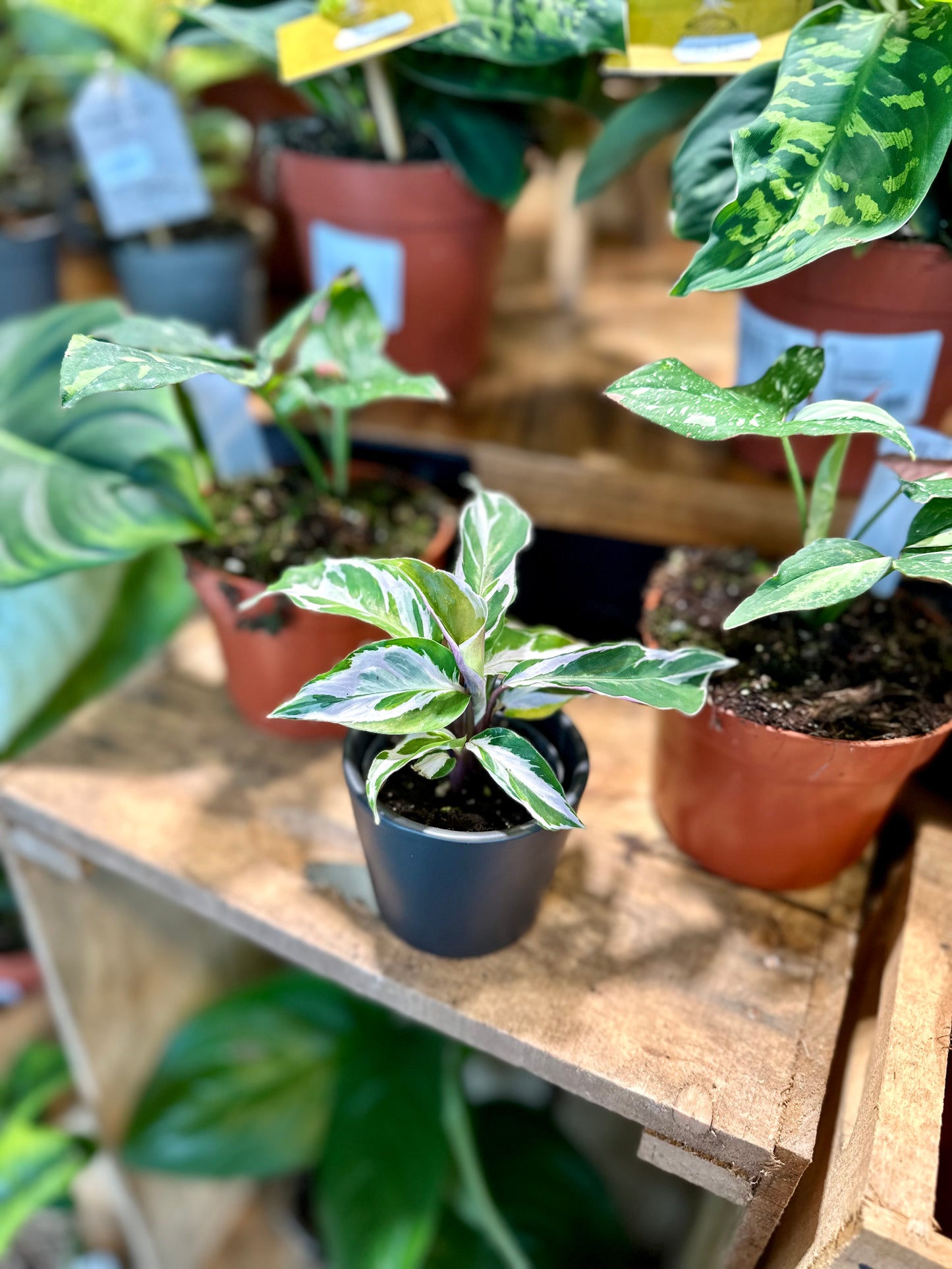 Calathea White Fusion - Baby plant