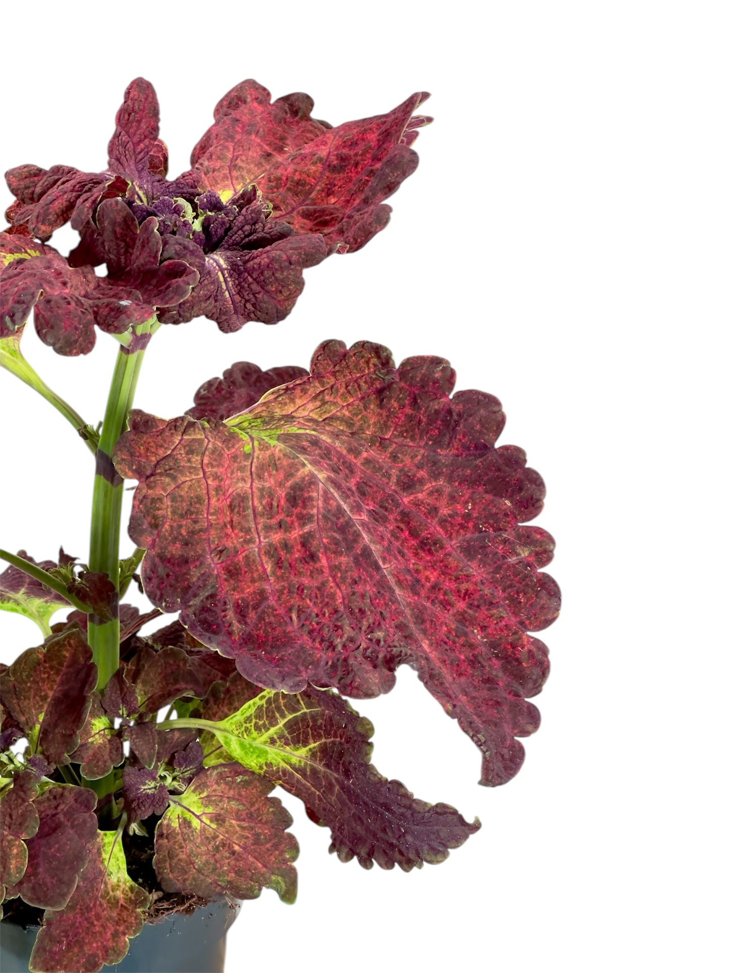 Coleus/Solenostemon Hybrid ''SP''