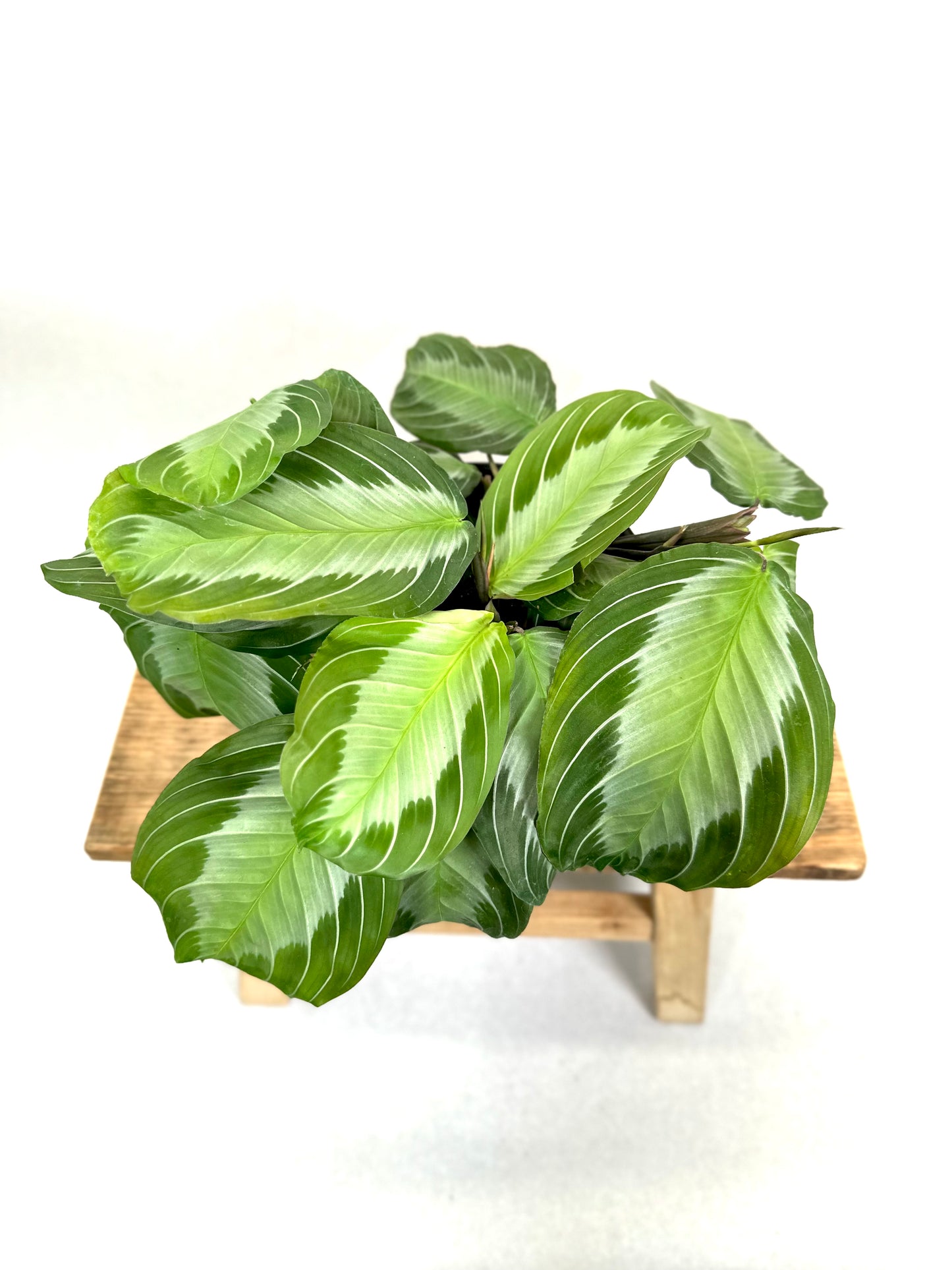Maranta Silver Band