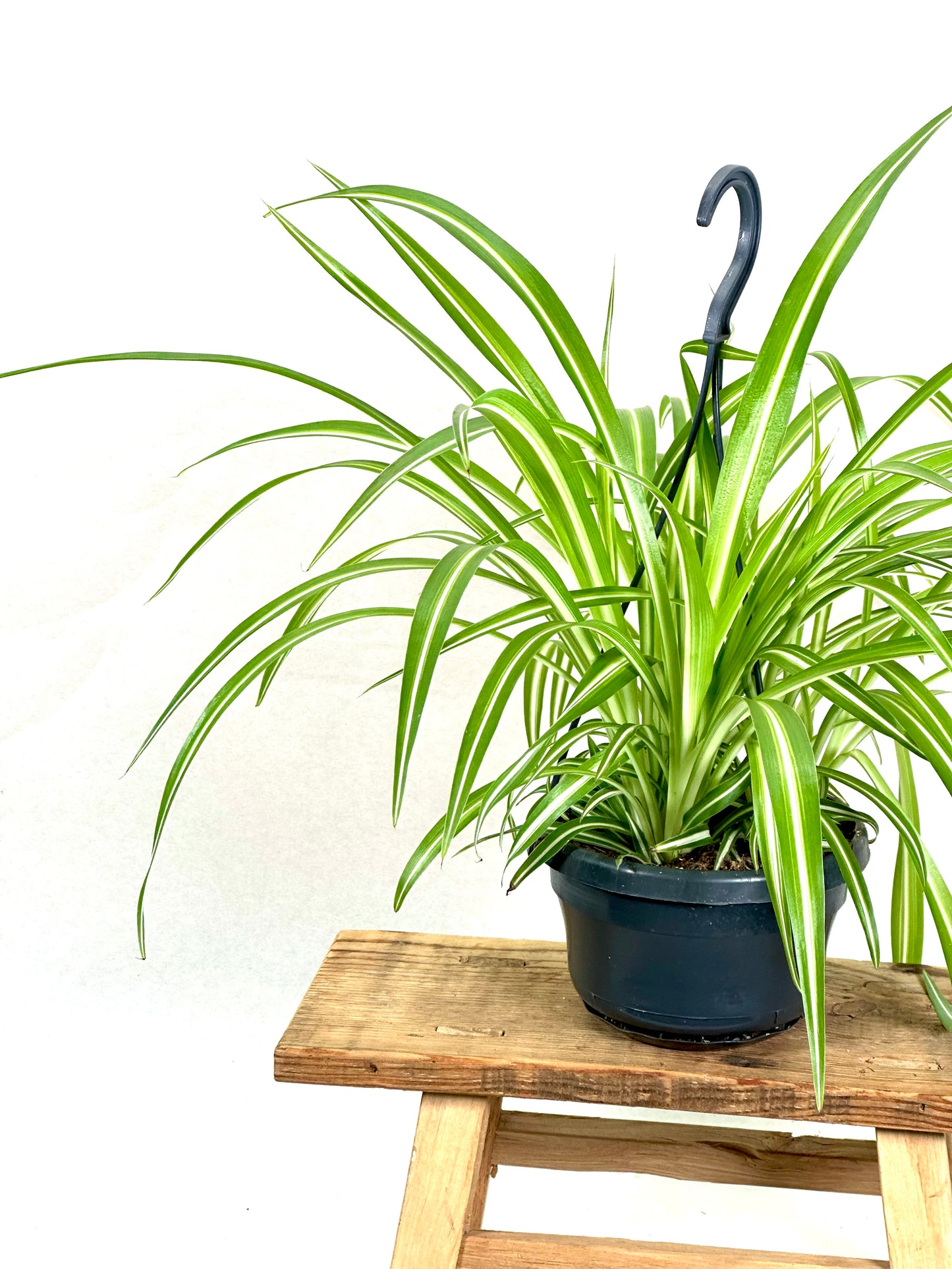 Chlorophytum Comosum Ocean - suspension