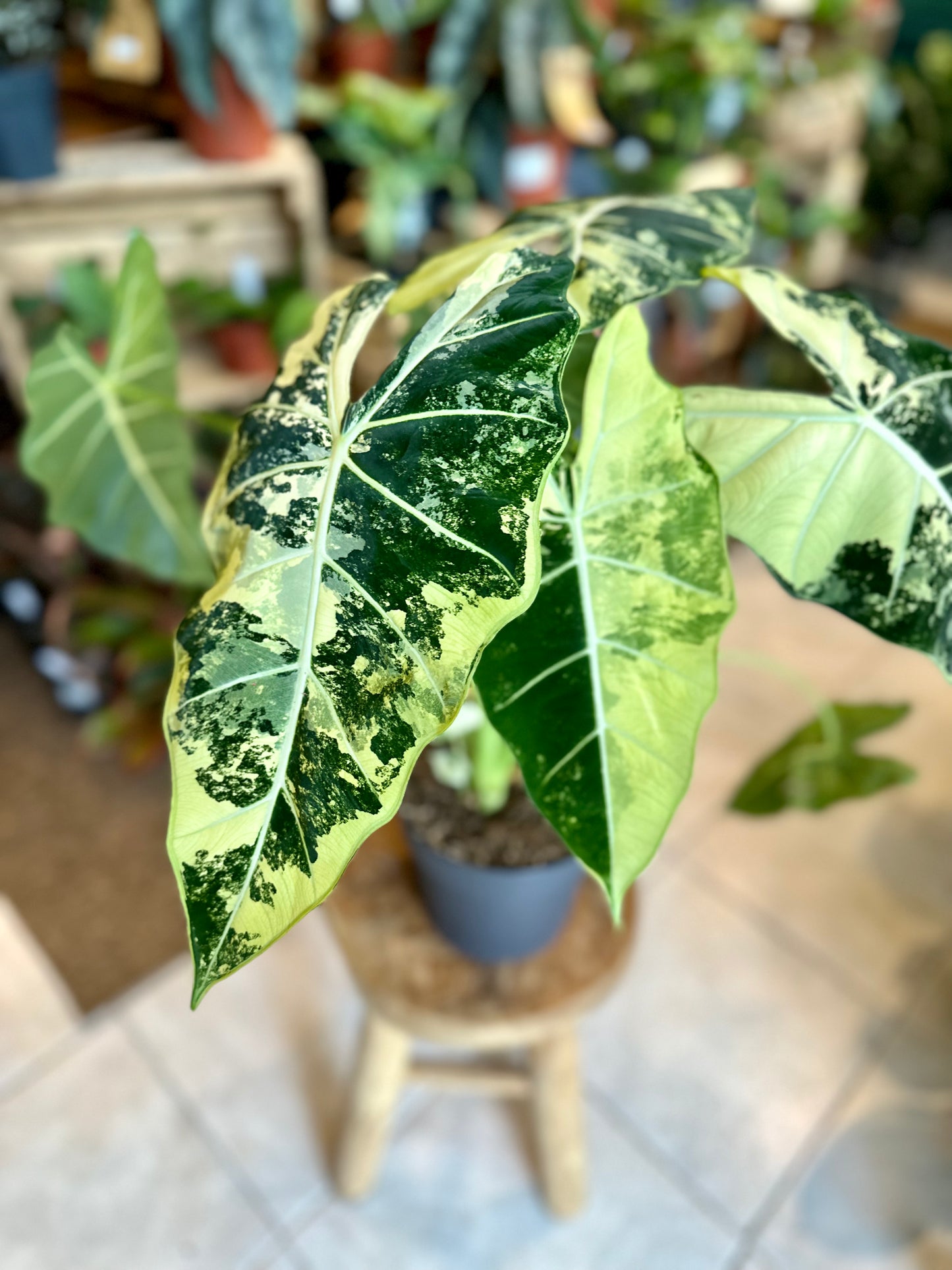 Alocasia Frydek variegata - Taille XL 1009
