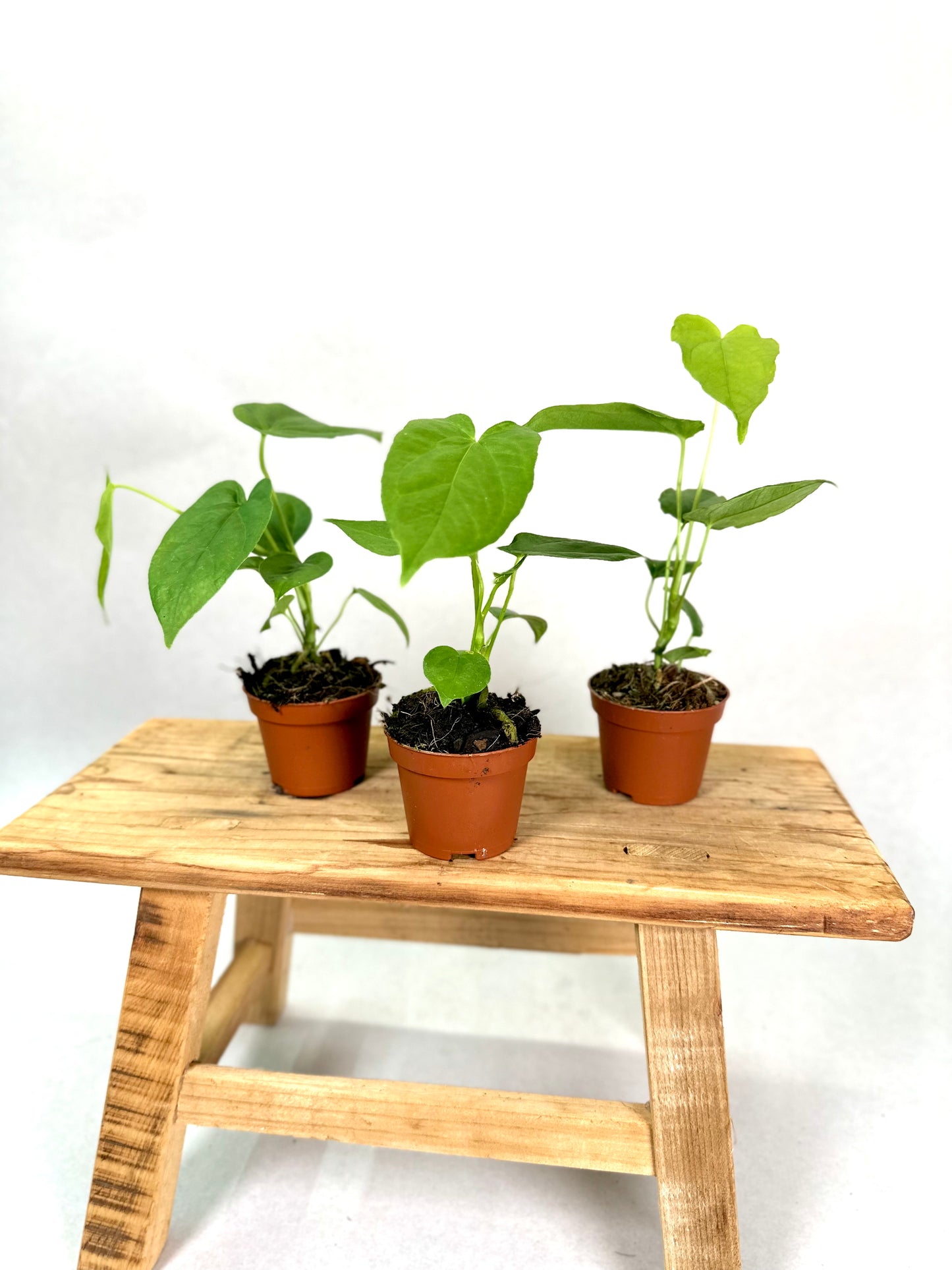 Anthurium Balaoanum - Baby plant