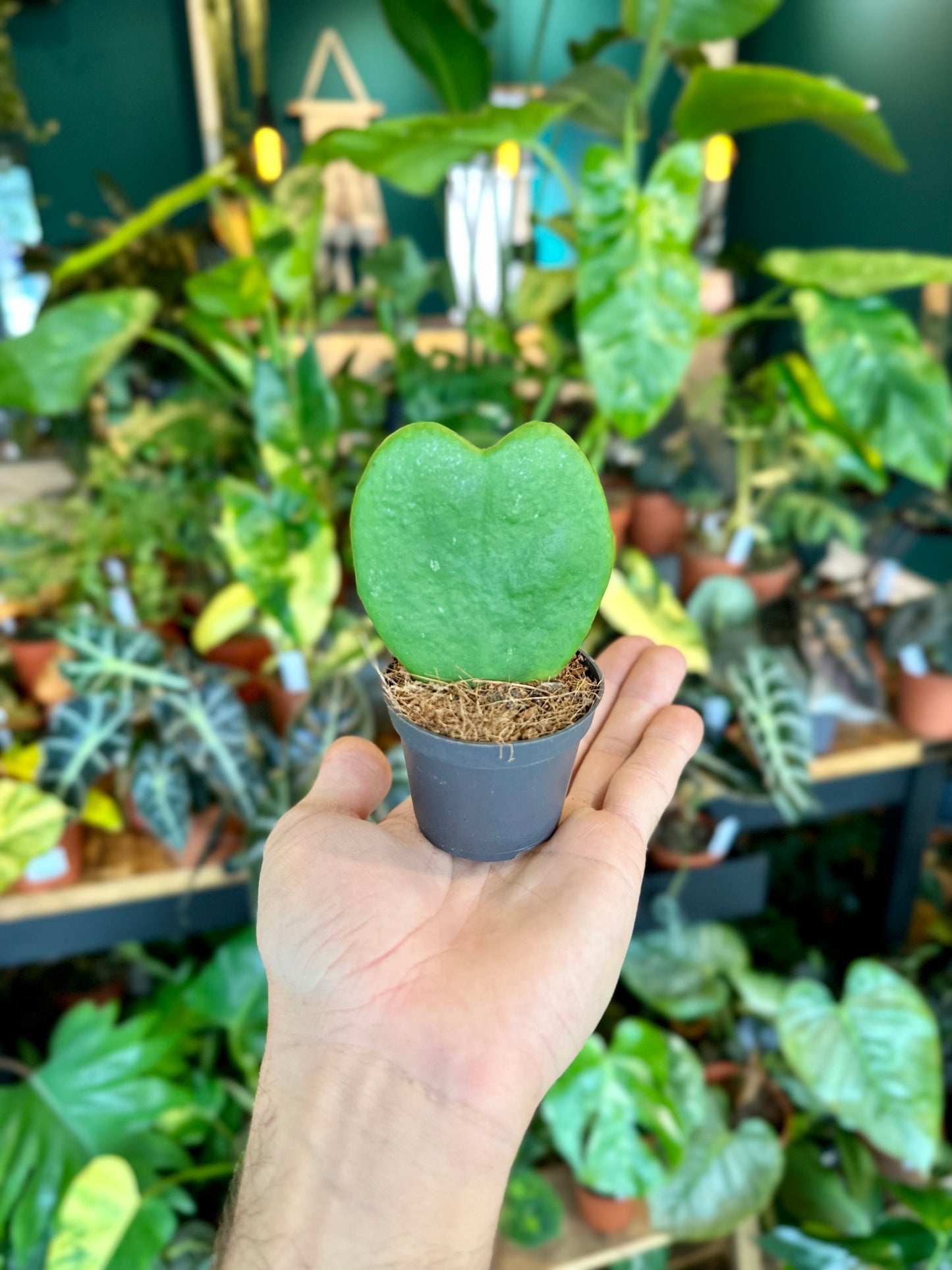 Hoya Kerrii - Baby plant