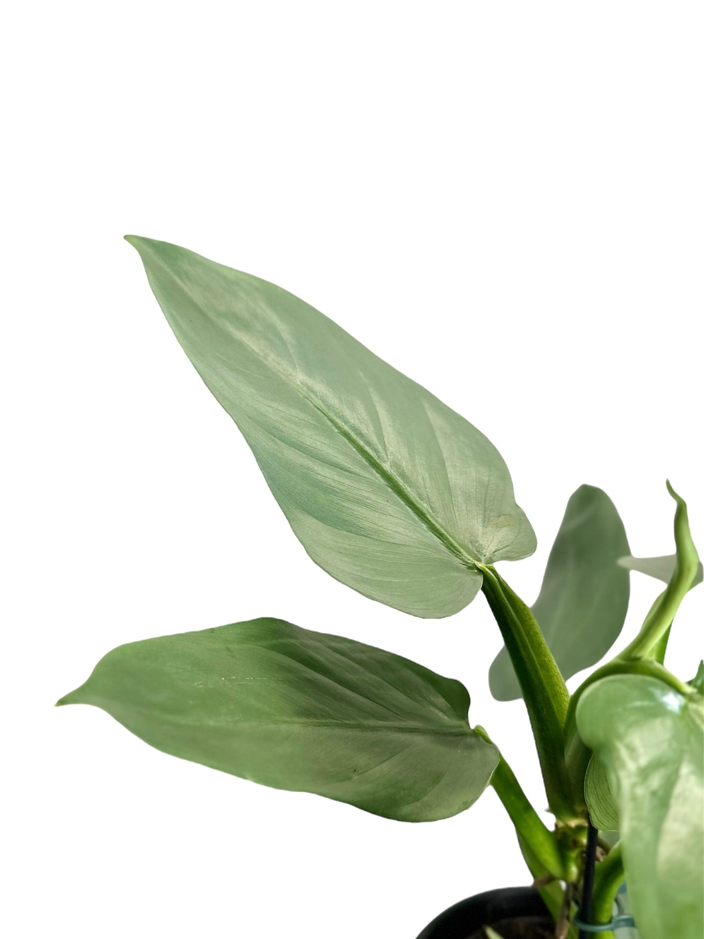 Philodendron Silver Sword