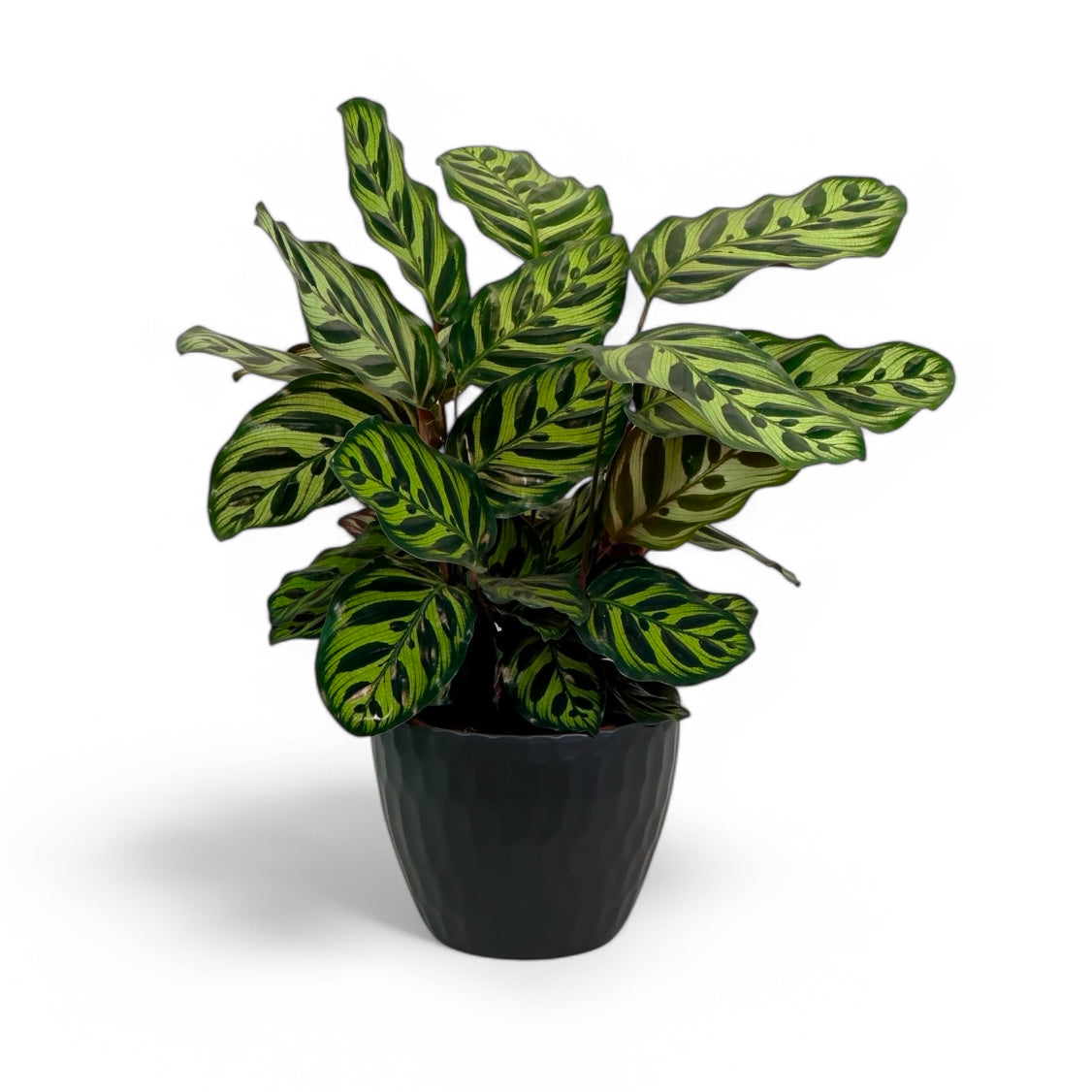 Cache-pot 'Struktur' Ø15.5 cm