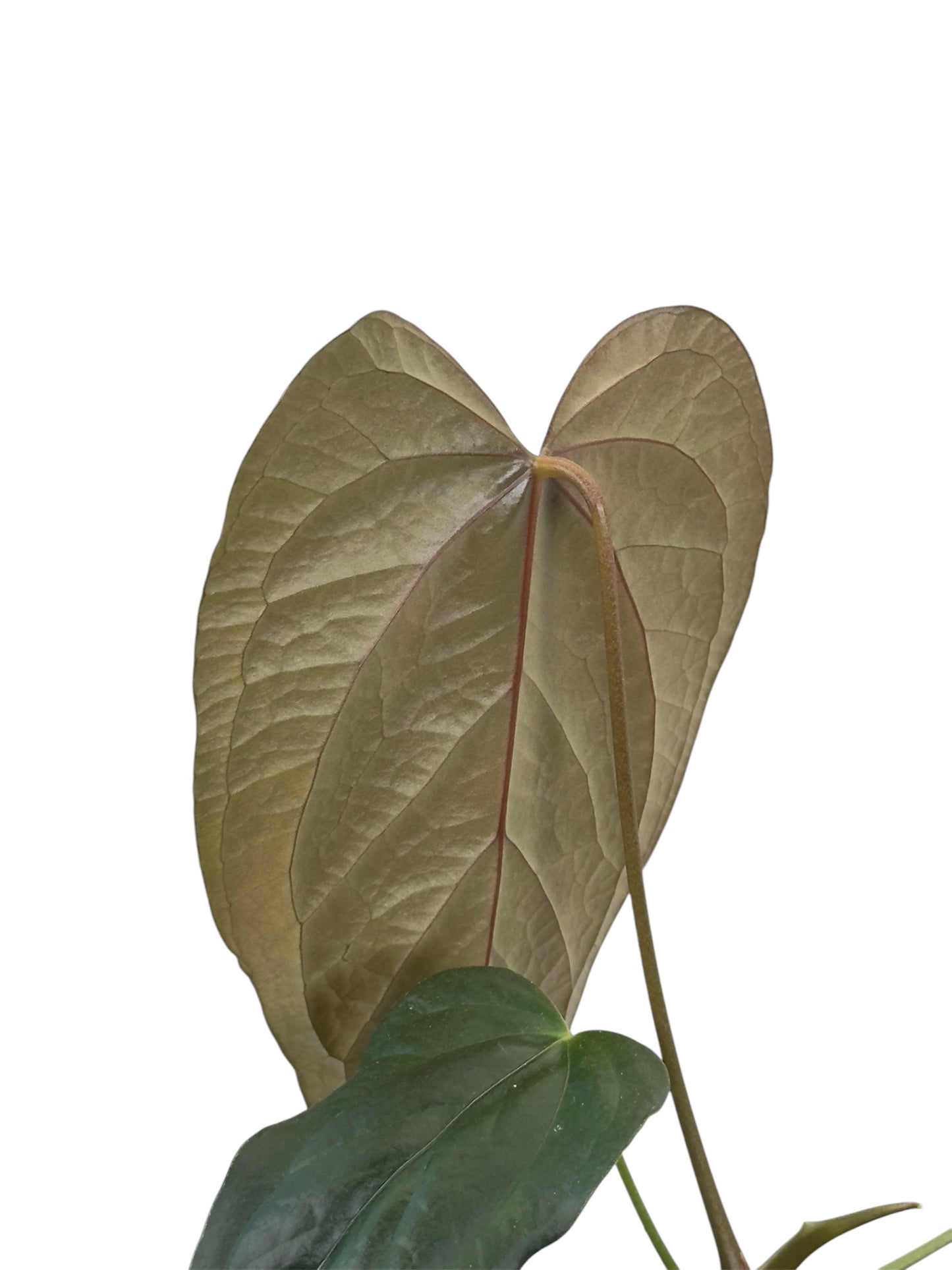 Anthurium Queen Of Hearts