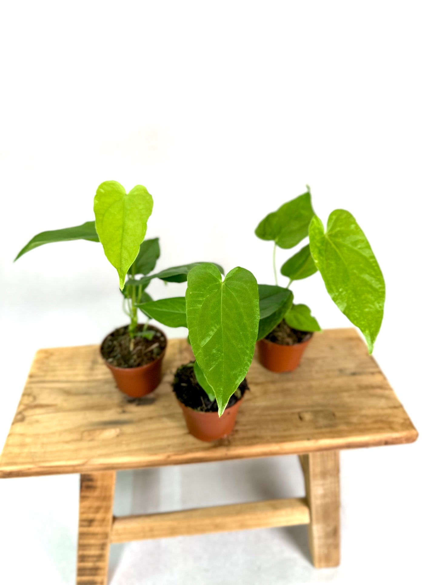 Anthurium Balaoanum - Baby plant