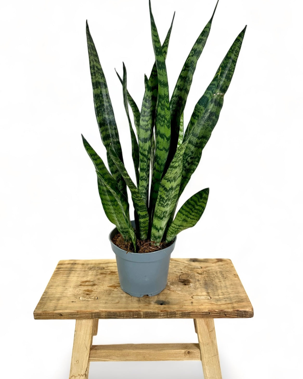 Sansevieria Trifasciata Aubrytniana Dragon