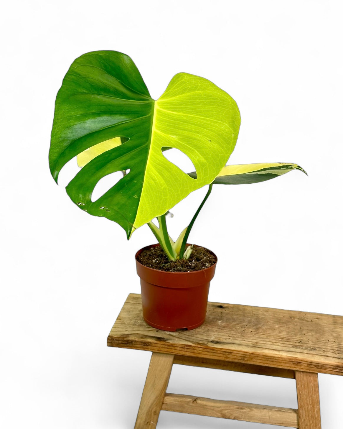 Monstera Deliciosa Aurea variegata