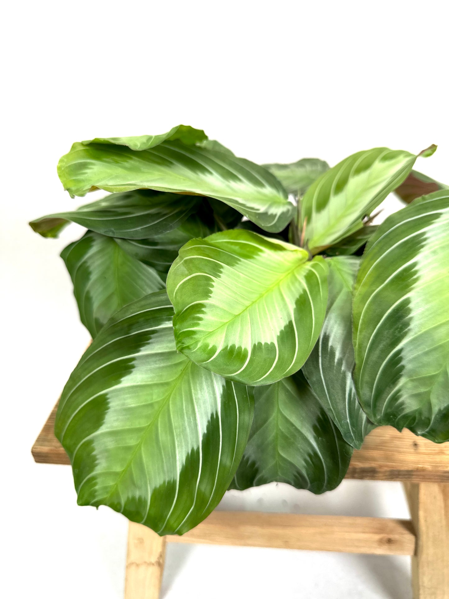 Maranta Silver Band