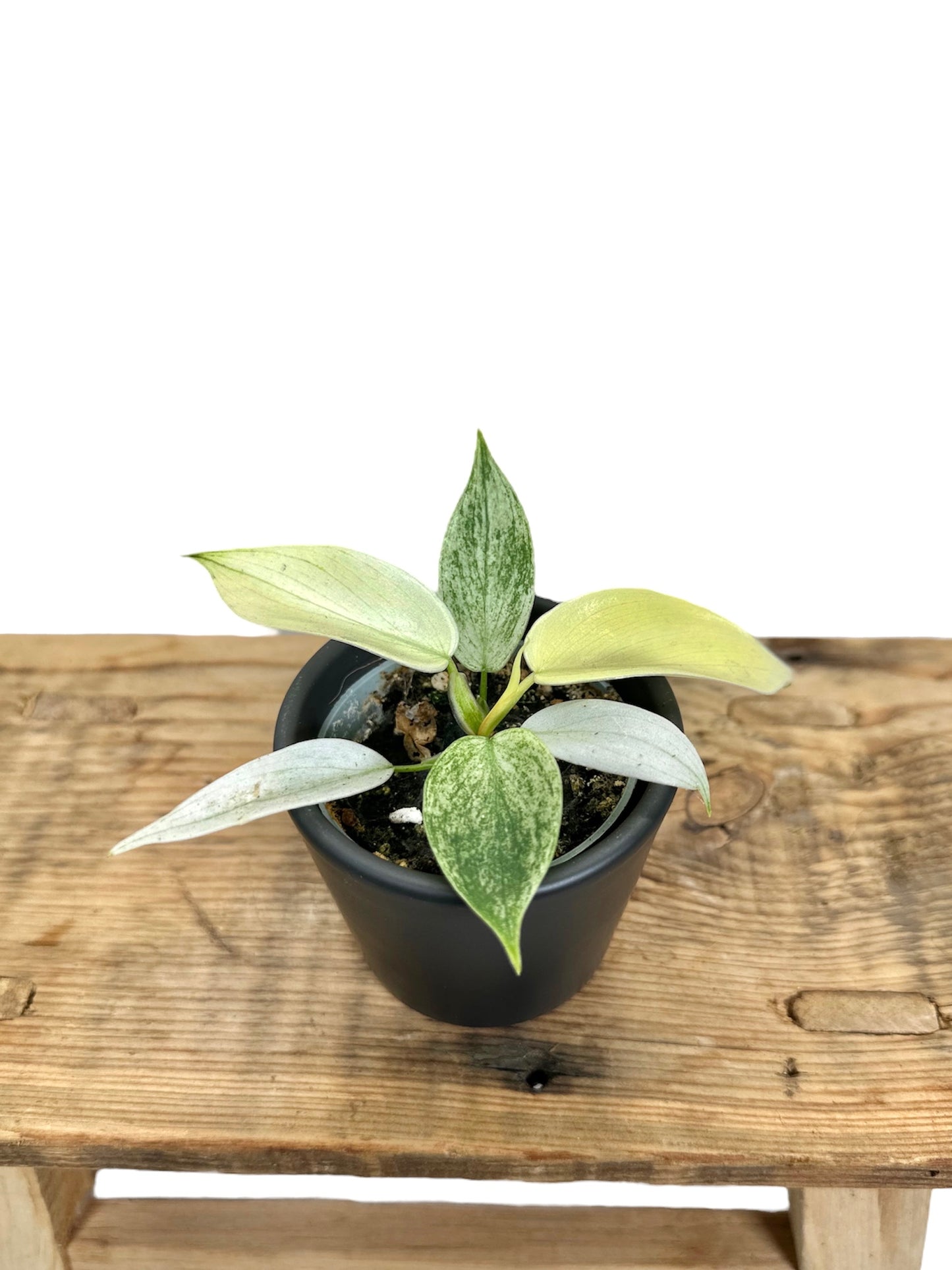 Philodendron Florida Ghost - Baby plant