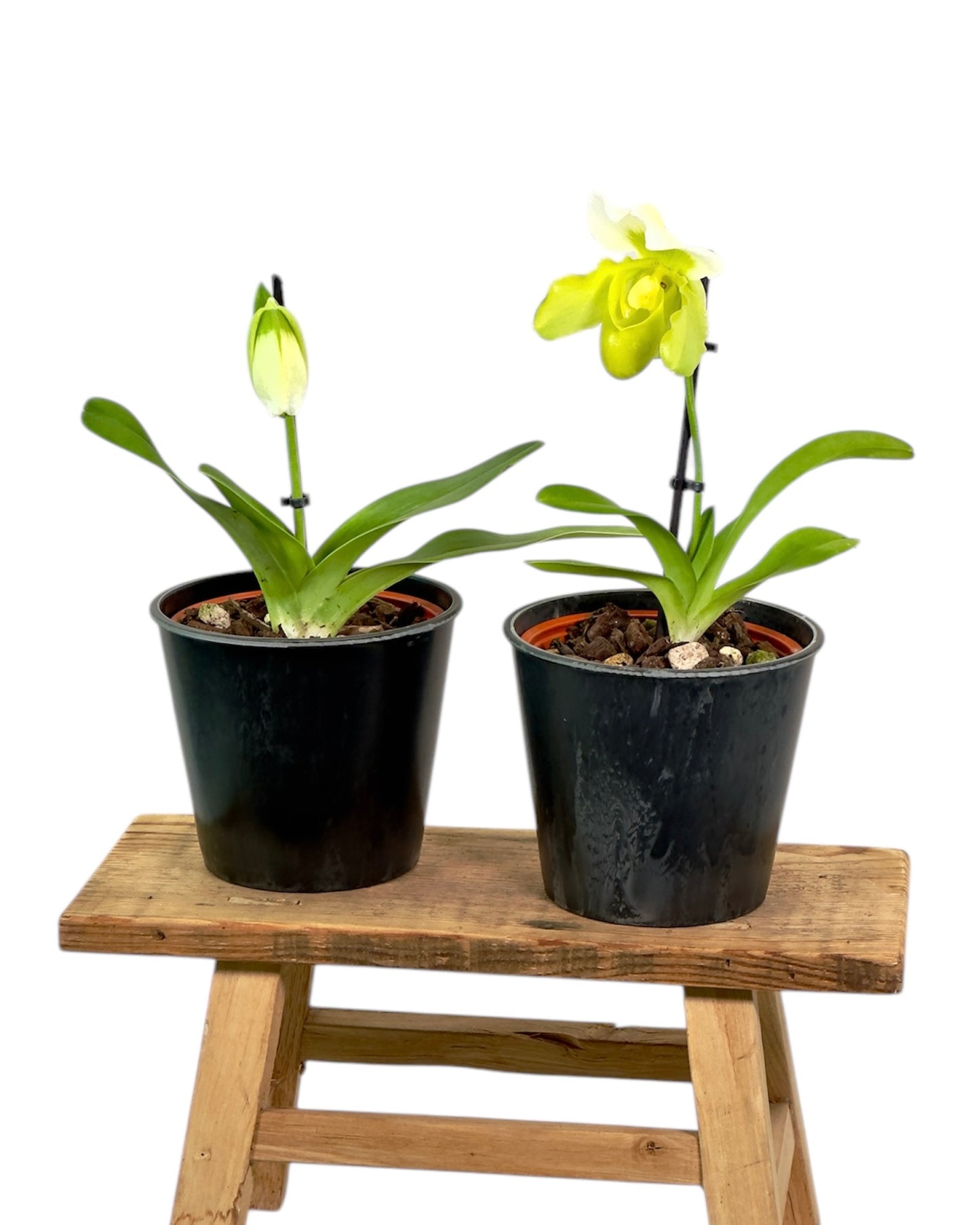 Paphiopedilum Sanderae ''SP''