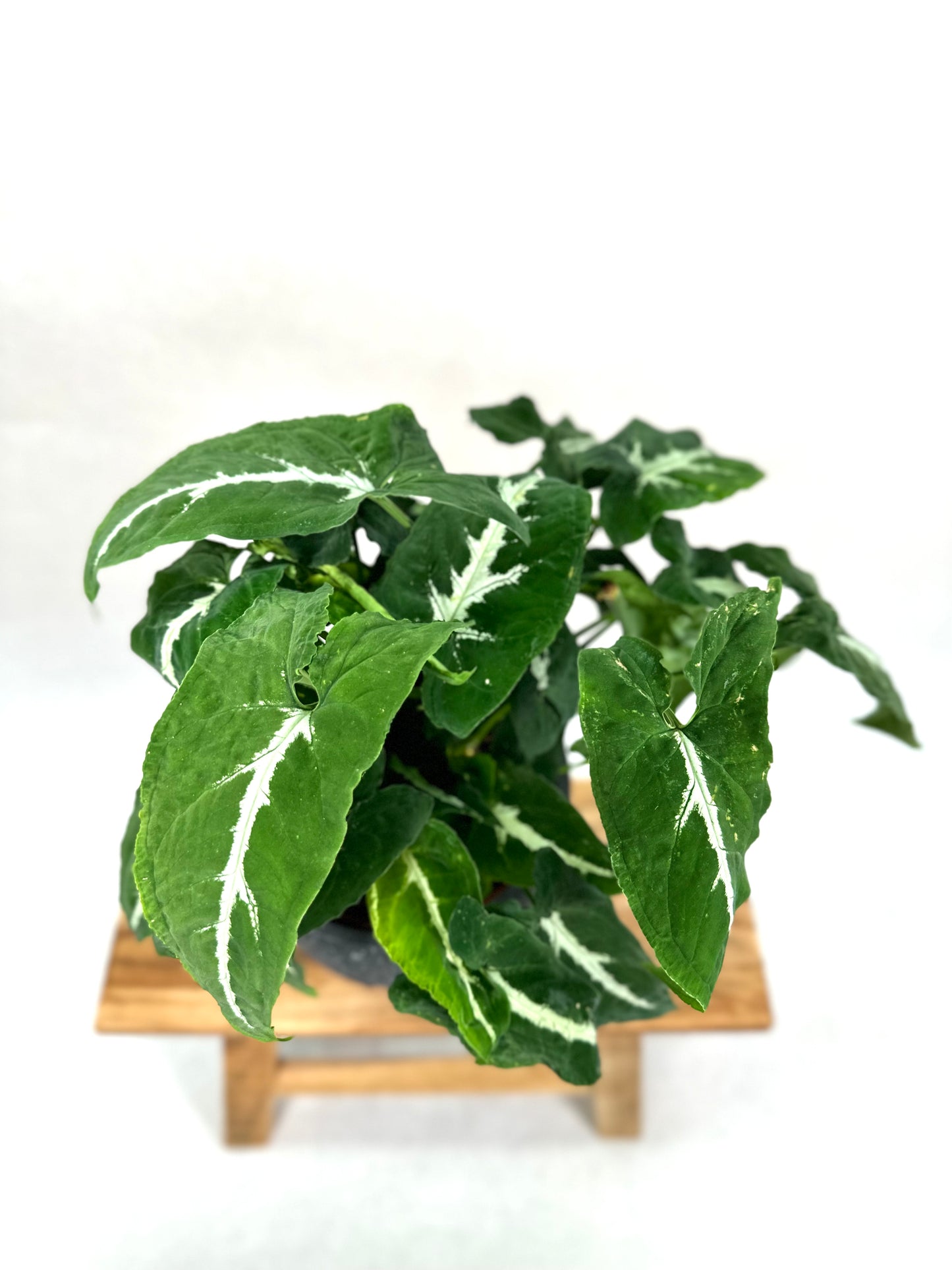 Syngonium Wendlandii