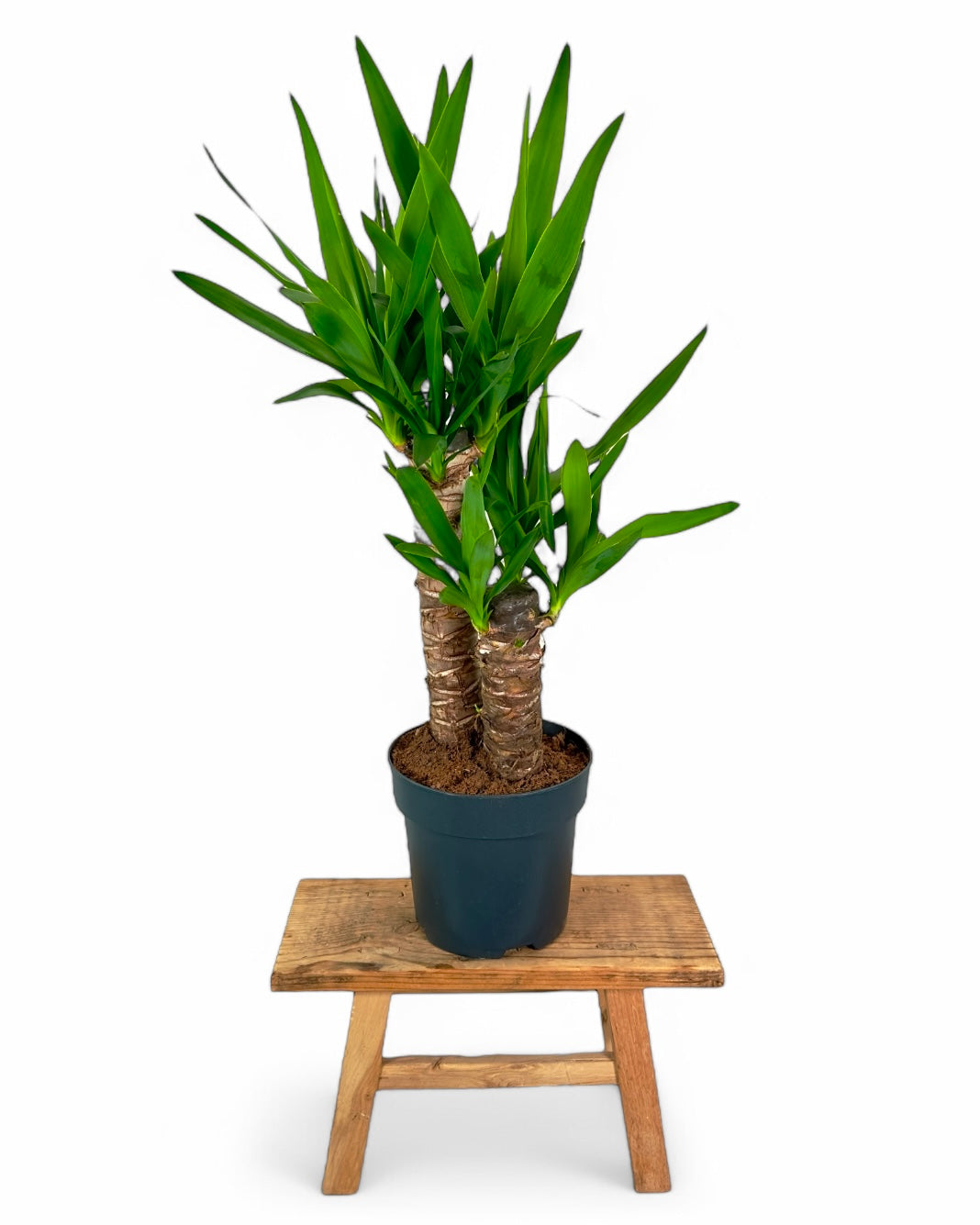 Yucca - 70cm
