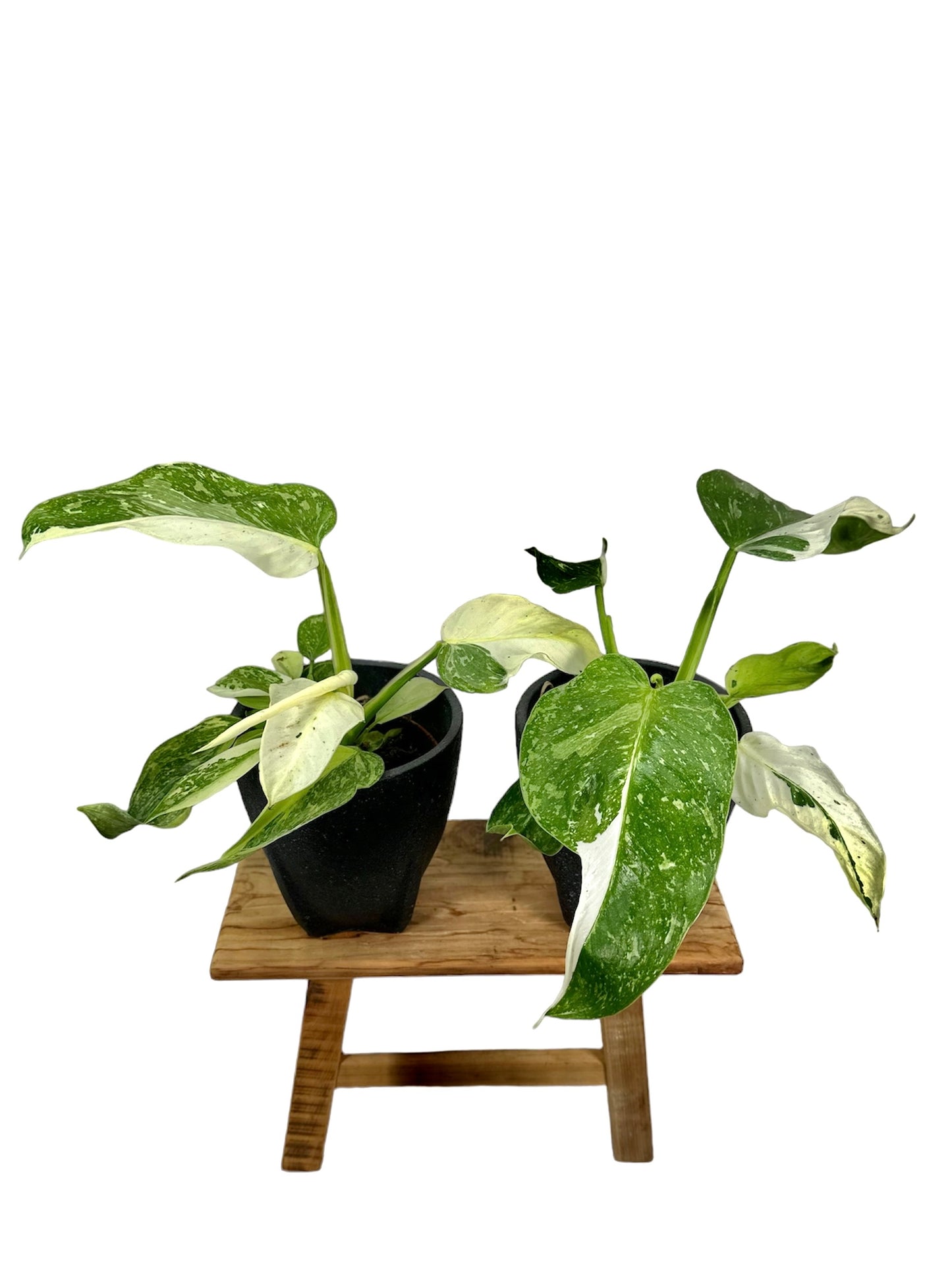 Philodendron Jose Buono