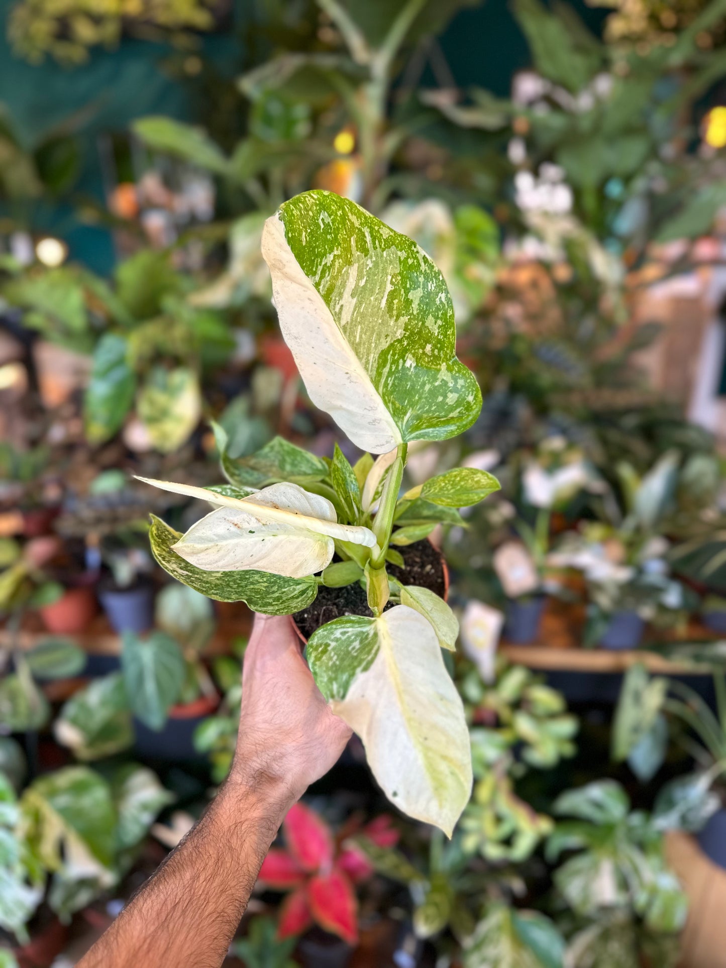 Philodendron Jose Buono