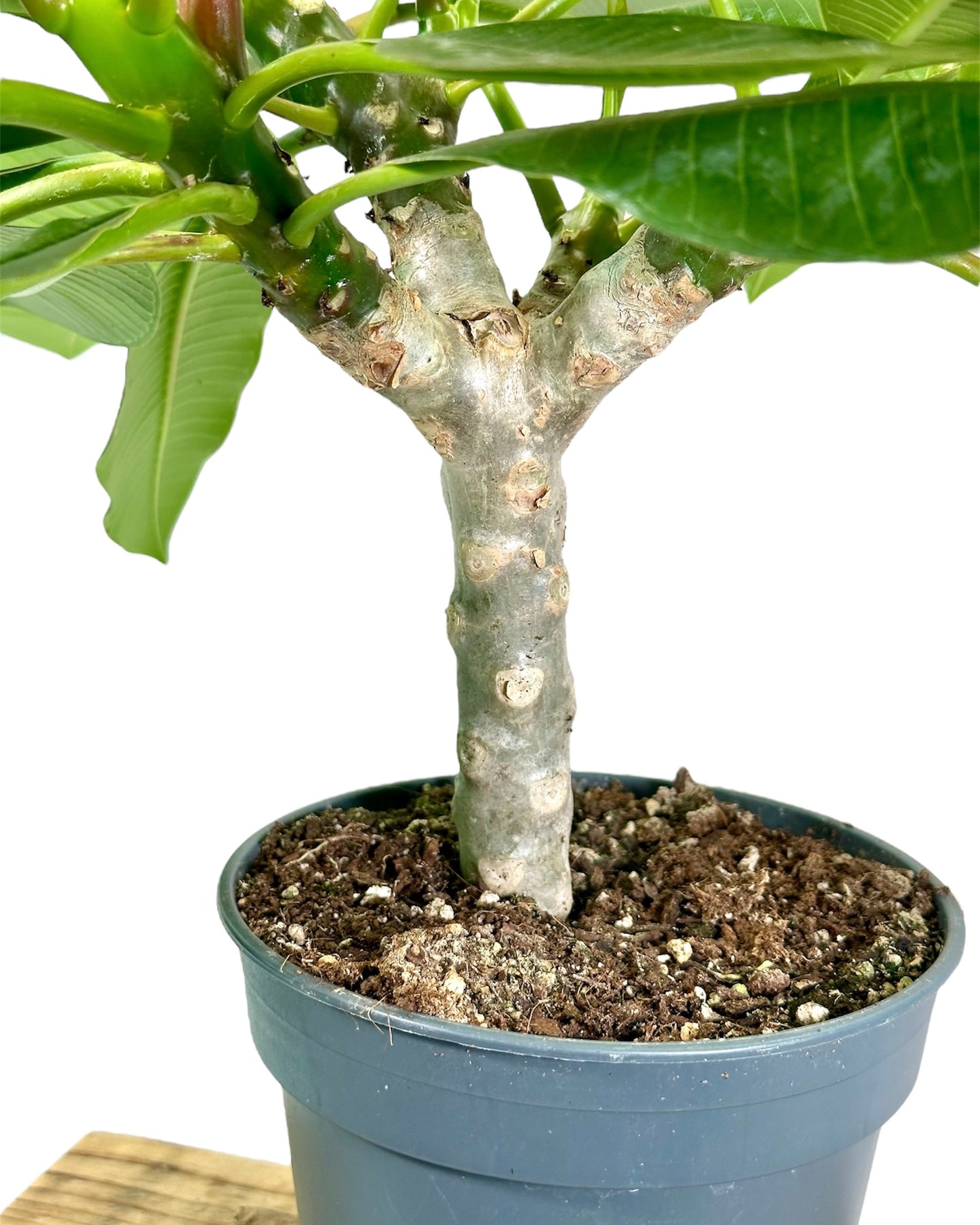 Plumeria - Frangipanier