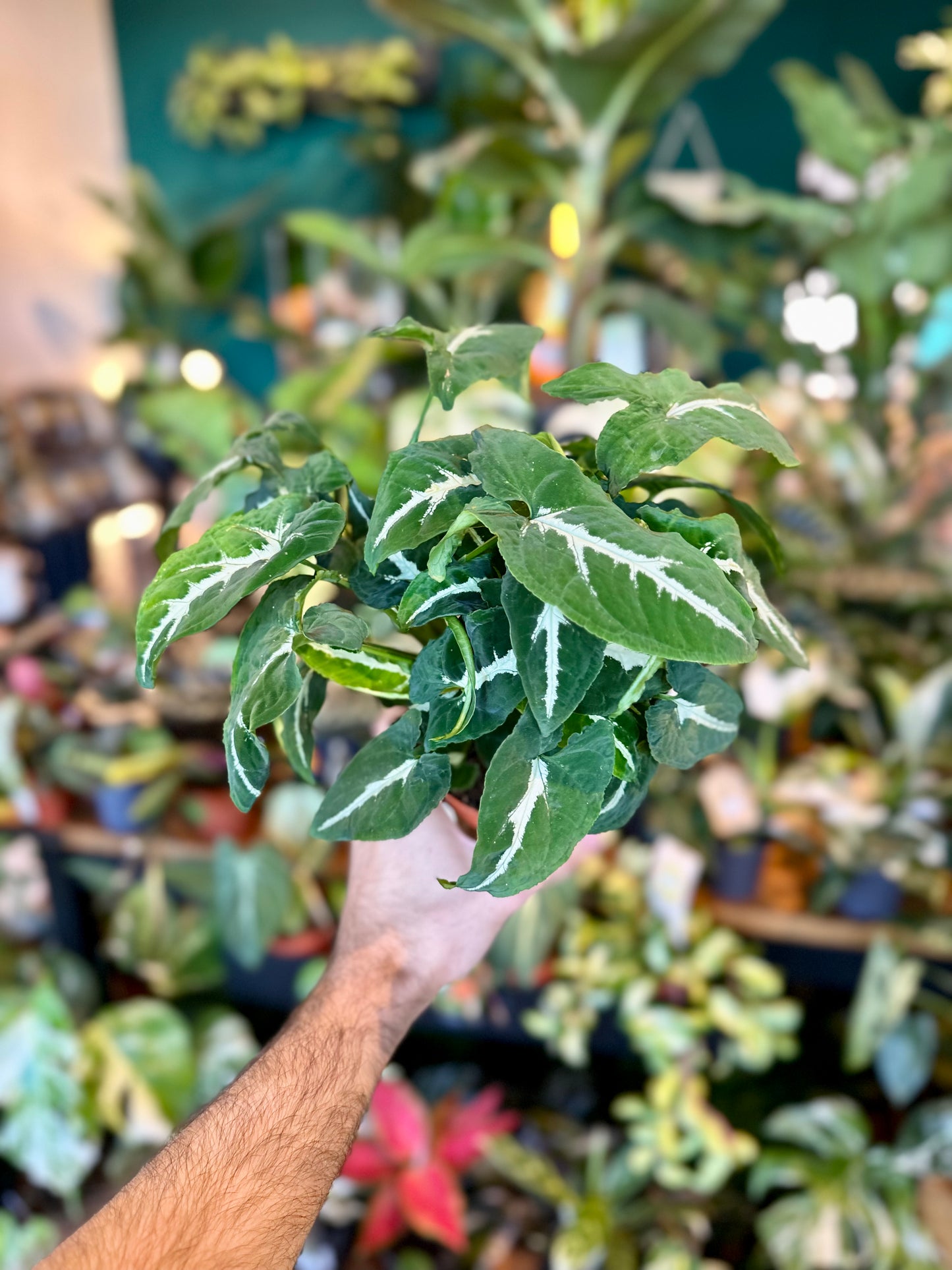 Syngonium Wendlandii