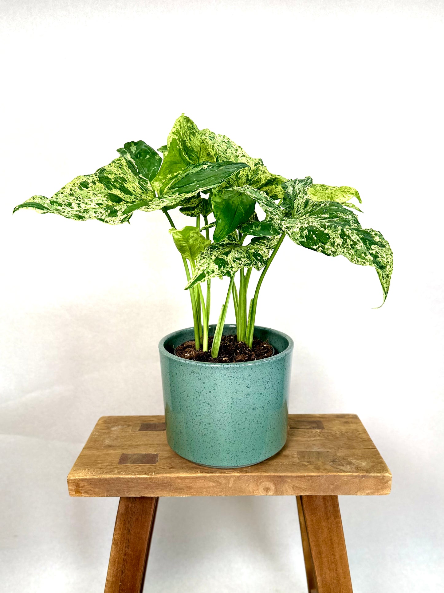 Syngonium Mottled Mojito