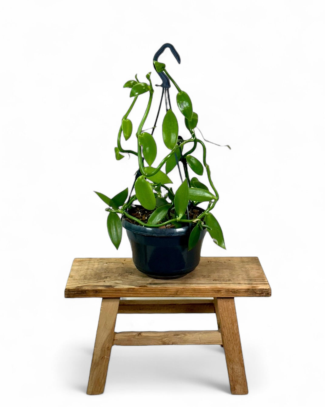 Plante de vanille ''Vanilla Planifolia'' - suspension
