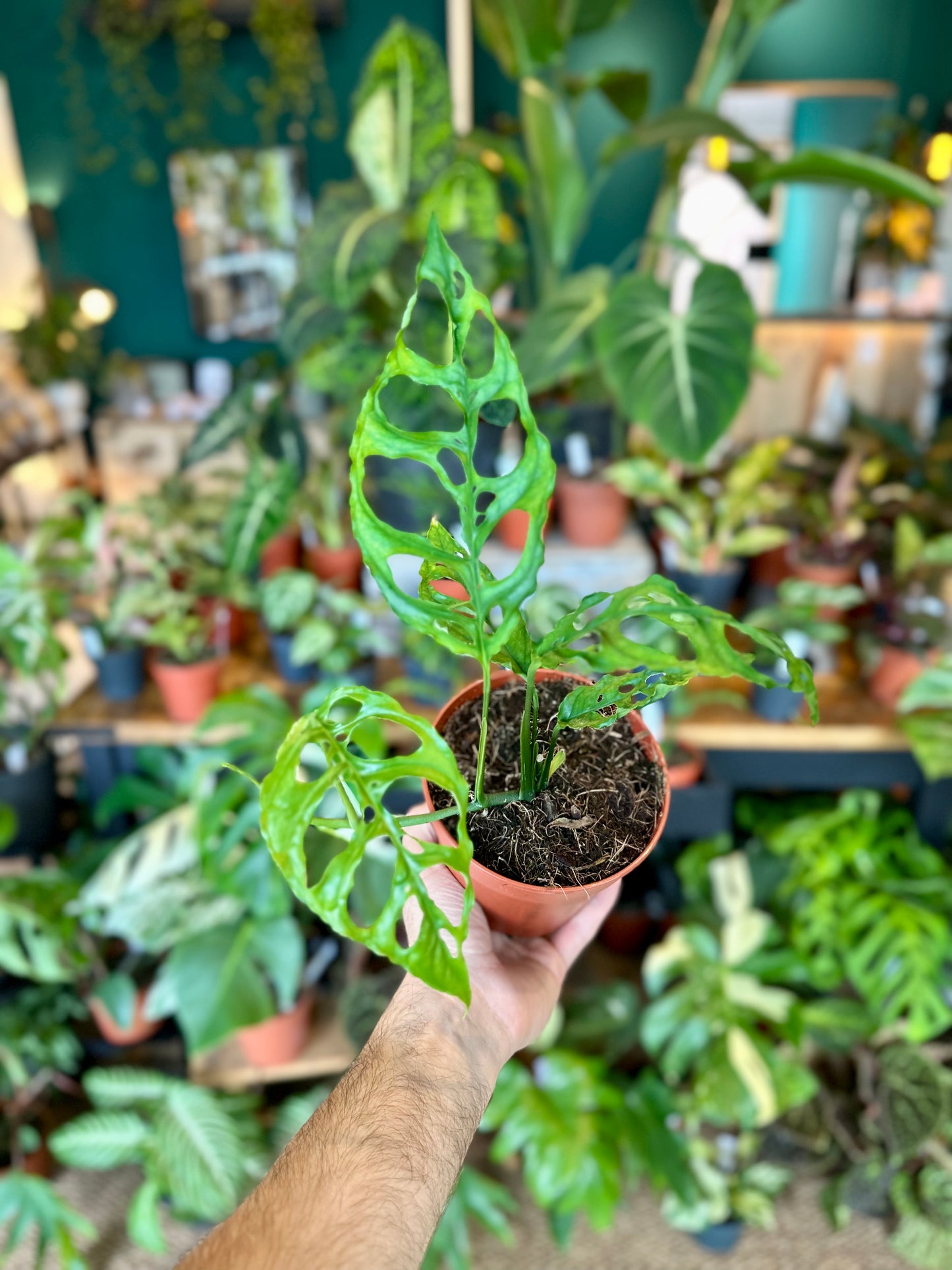 Monstera Obliqua Peru