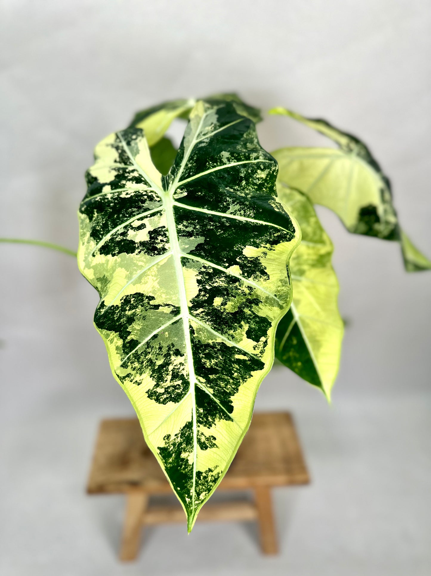 Alocasia Frydek variegata - Taille XL 1009