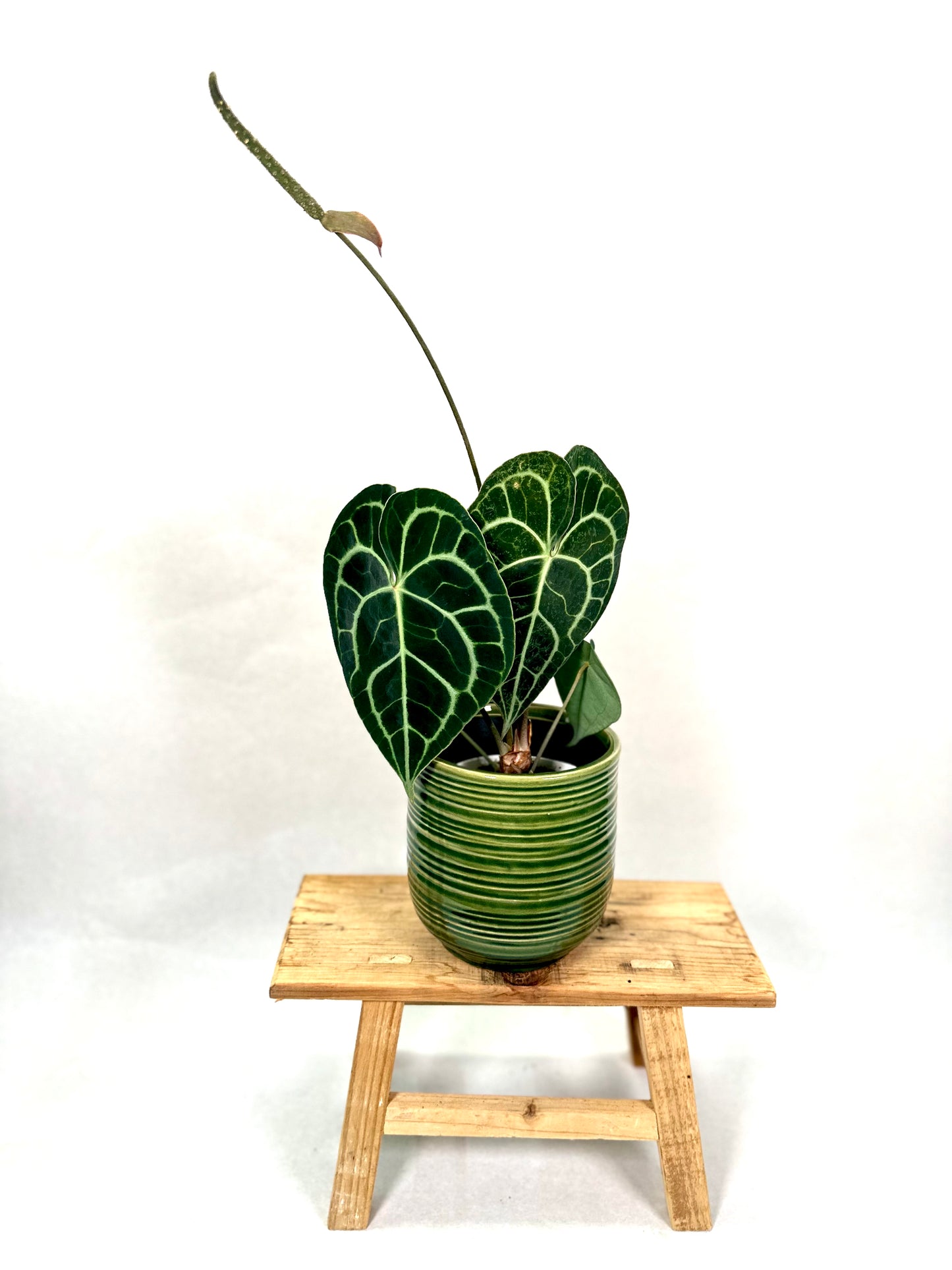 Anthurium Clarinervium