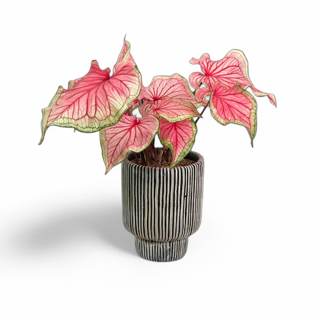 Cache-pot 'Astral' Ø12.5 cm - Long