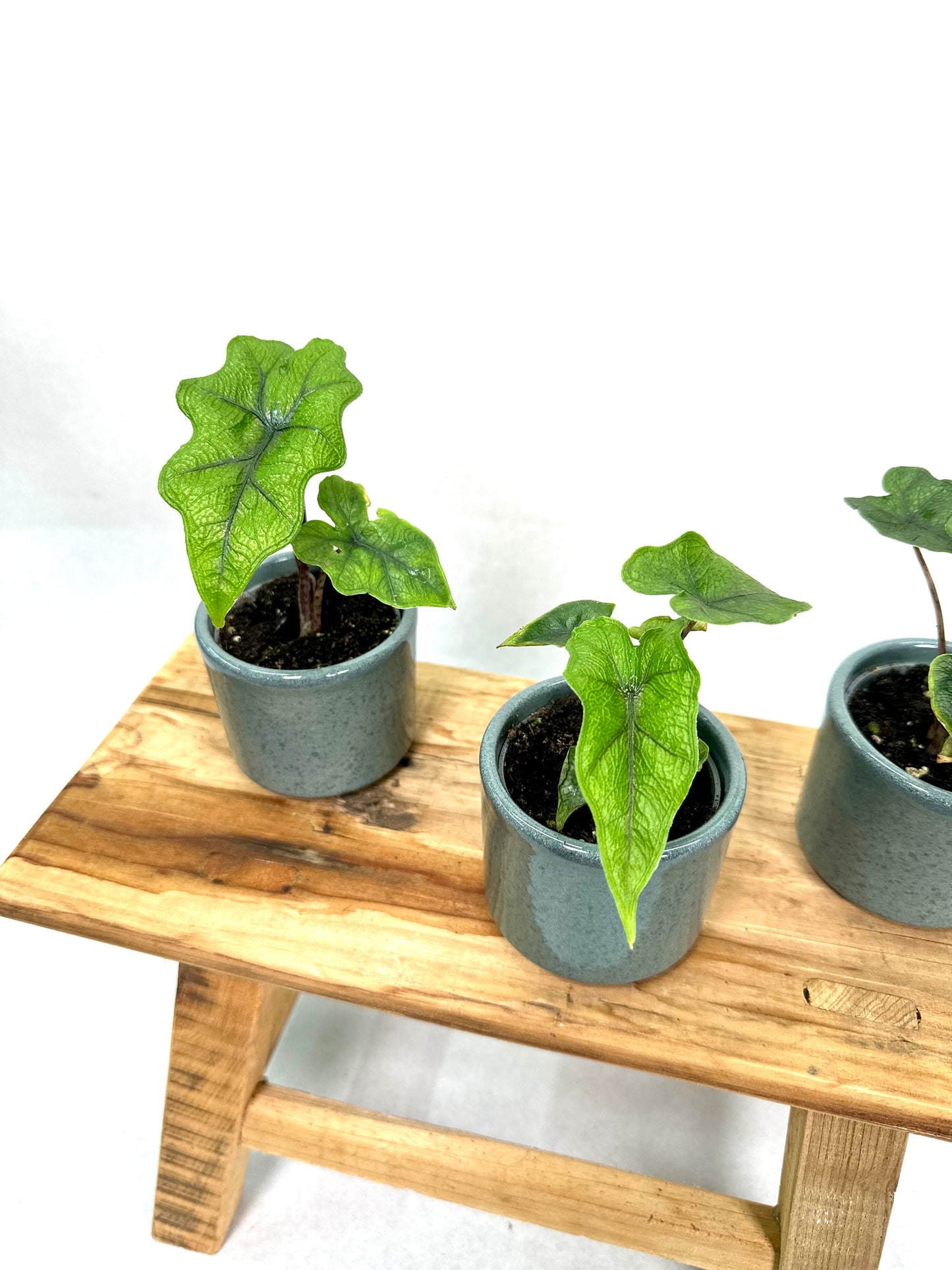 Alocasia Jacklyn - Baby plant