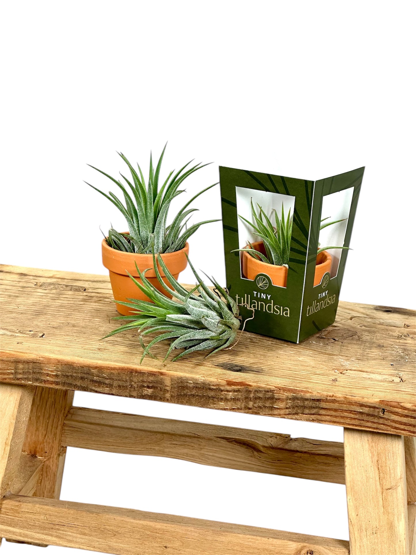 Tillandsia avec pot décoratif