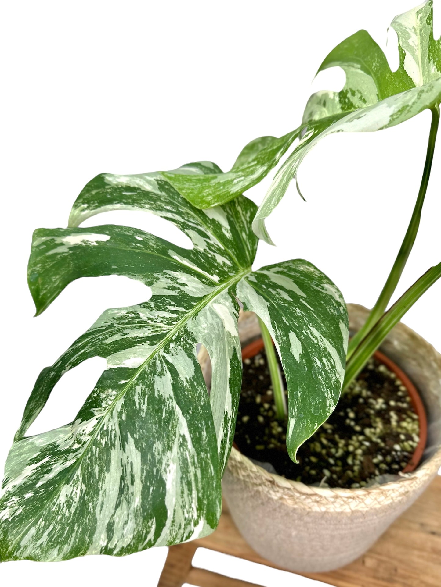 Monstera Deliciosa variegata 1002